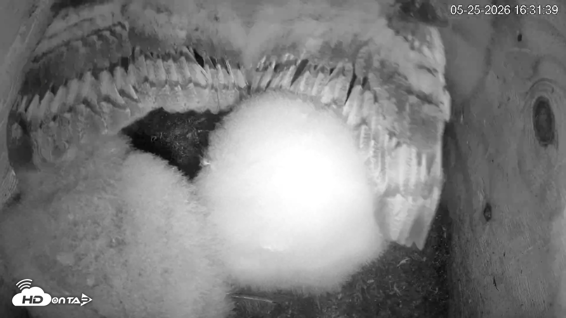 Snapshot of North Carolina Barn Owls Live Cam taken May 25, 2026, 4:32pm EDT