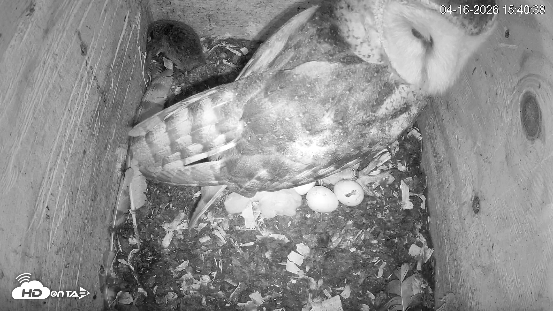 Snapshot of North Carolina Barn Owls Live Cam taken Apr 16, 2026, 3:42pm EDT