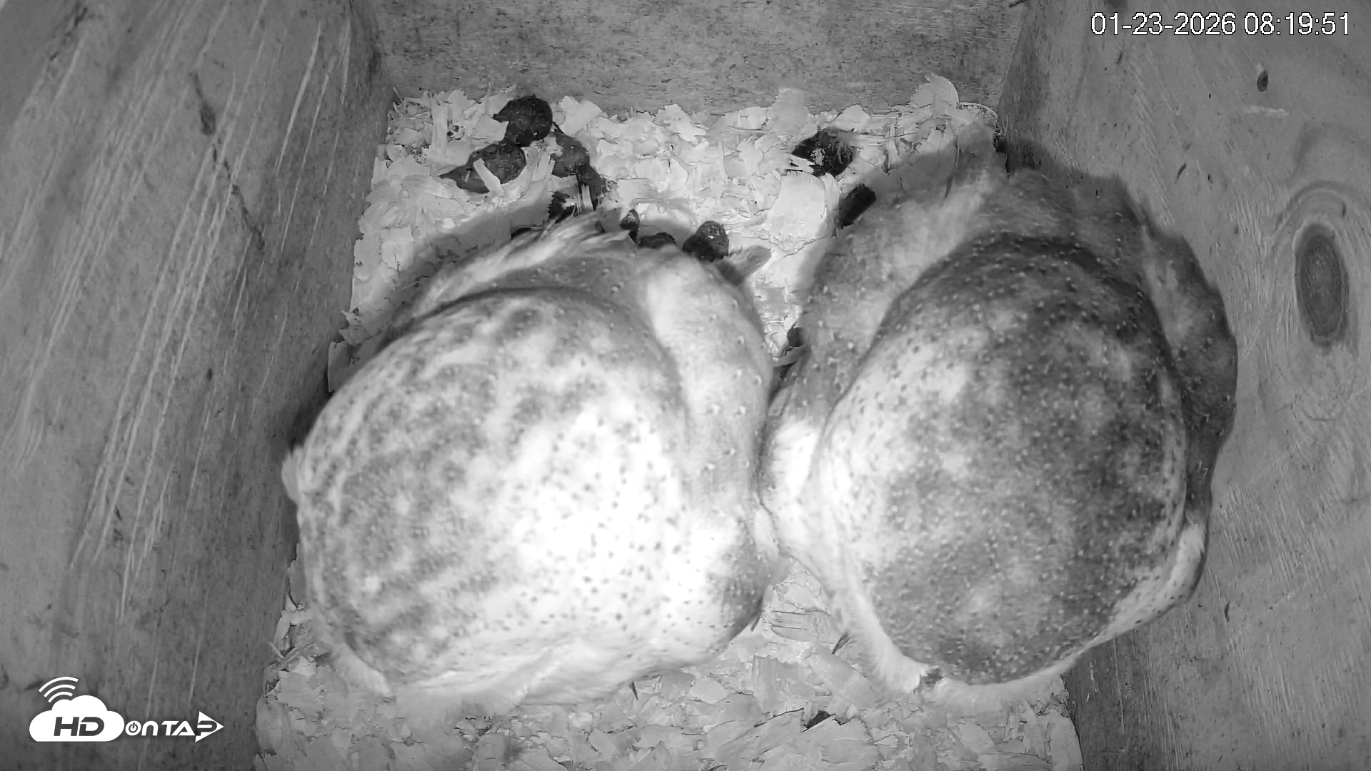 Snapshot of North Carolina Barn Owls Live Cam taken Jan 23, 2026, 8:20am EST