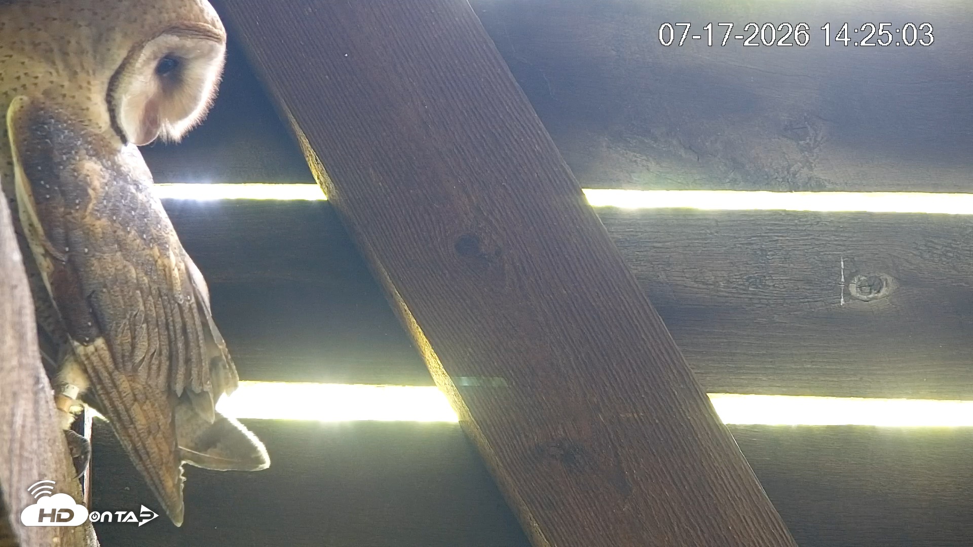 Snapshot of North Carolina Barn Owls Live Cam taken Jul 17, 2026, 2:26pm EDT