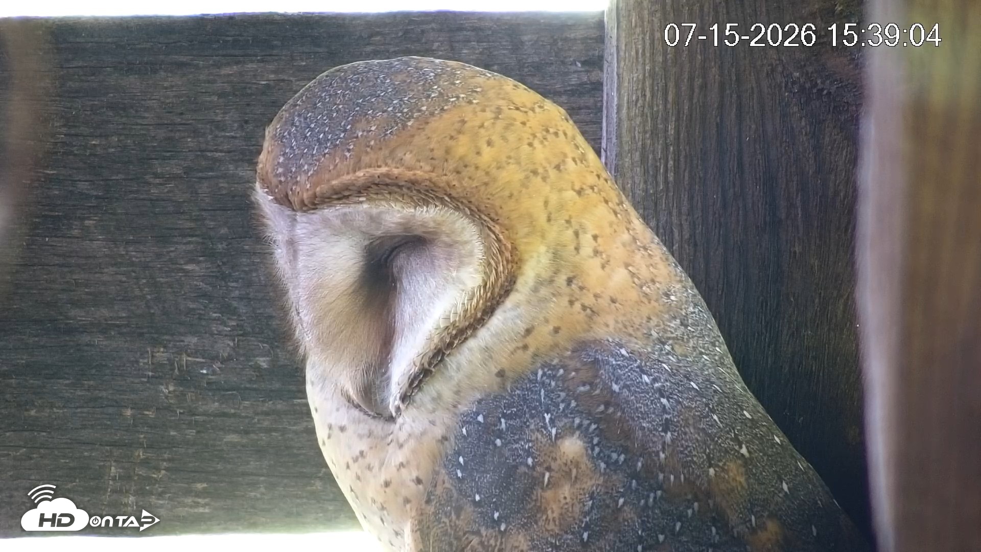Snapshot of North Carolina Barn Owls Live Cam taken Jul 15, 2026, 3:39pm EDT