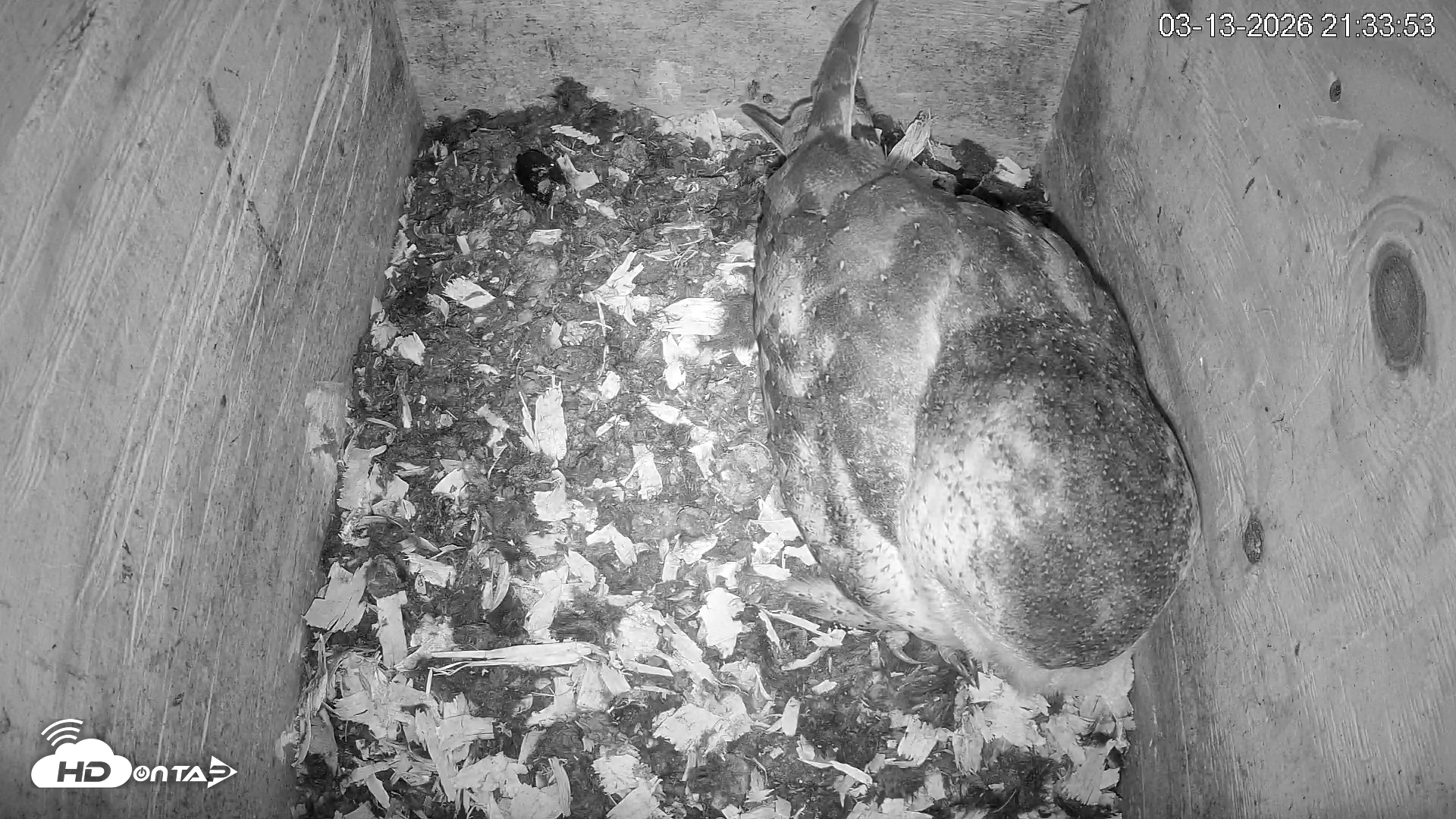 Snapshot of North Carolina Barn Owls Live Cam taken Mar 13, 2026, 9:34pm EDT