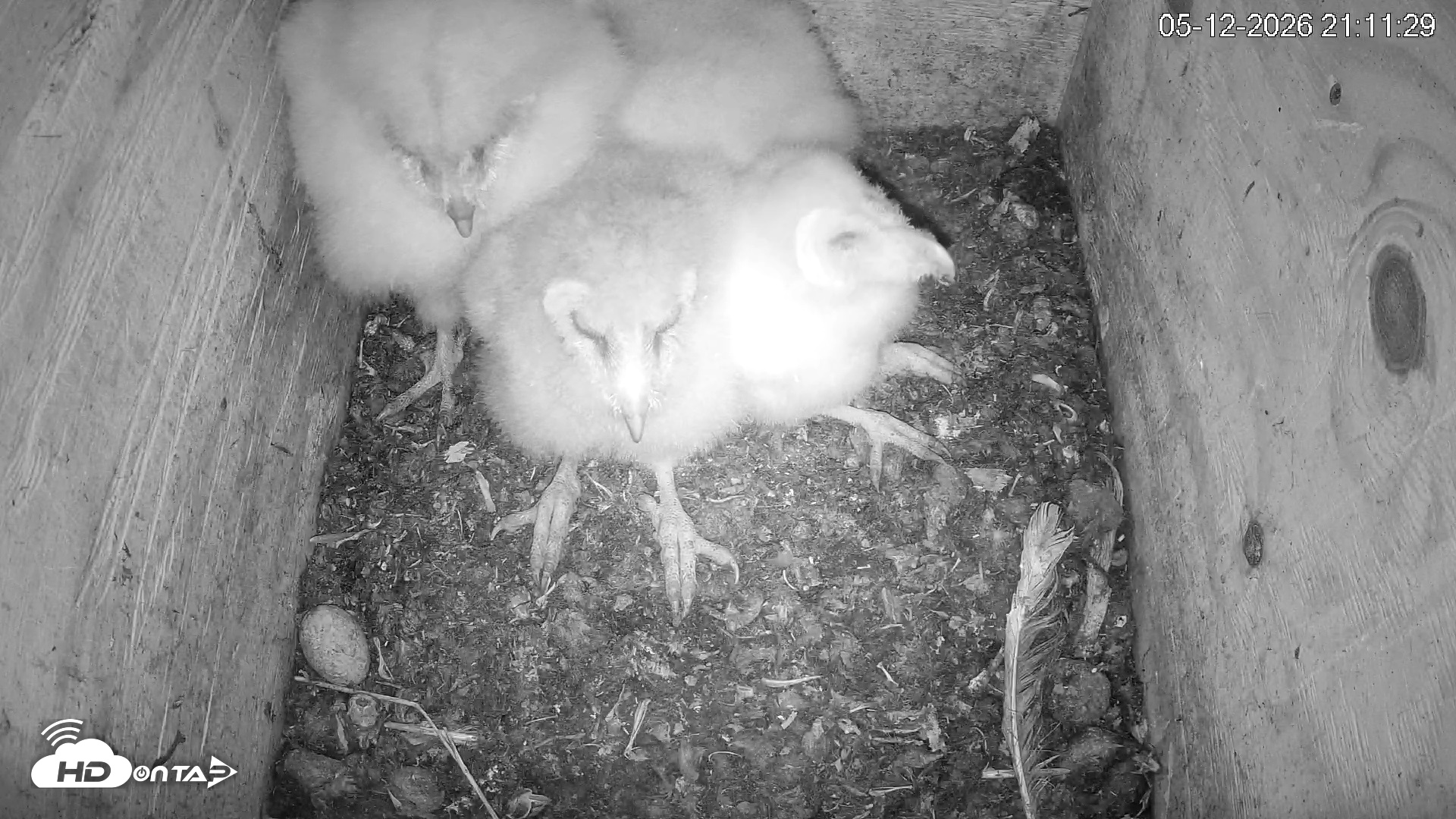 Snapshot of North Carolina Barn Owls Live Cam taken May 12, 2026, 9:12pm EDT