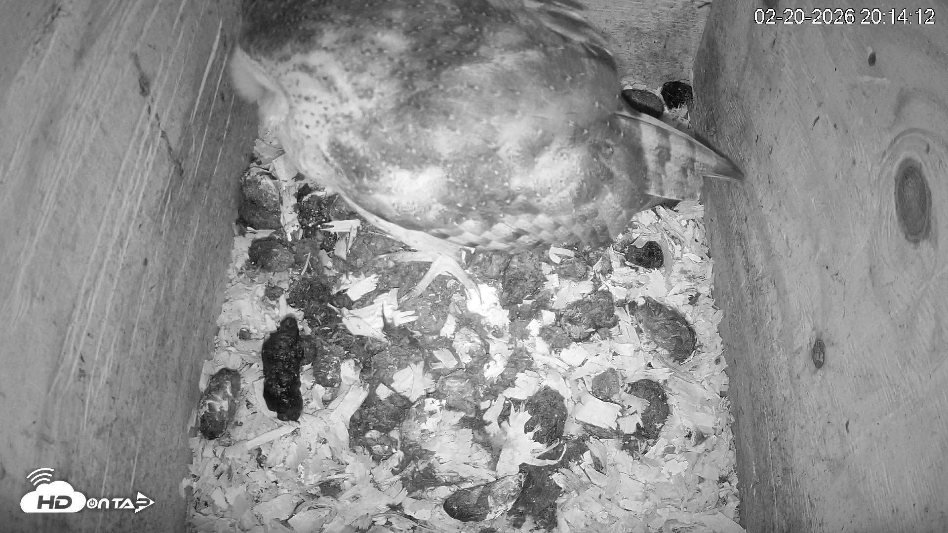 Snapshot of North Carolina Barn Owls Live Cam taken Feb 20, 2026, 8:14pm EST