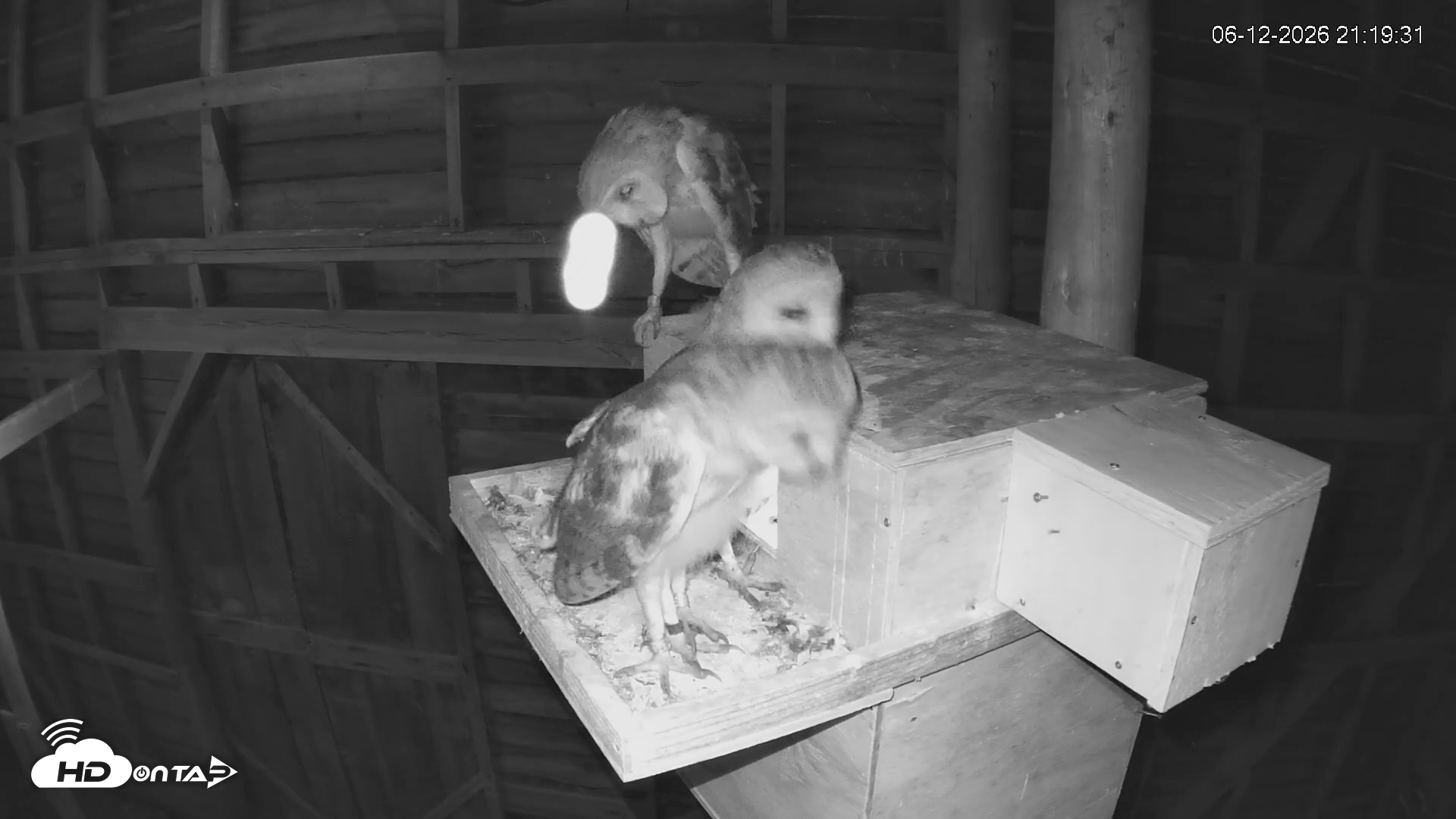 Snapshot of North Carolina Barn Owls Live Cam taken Jun 12, 2026, 9:20pm EDT