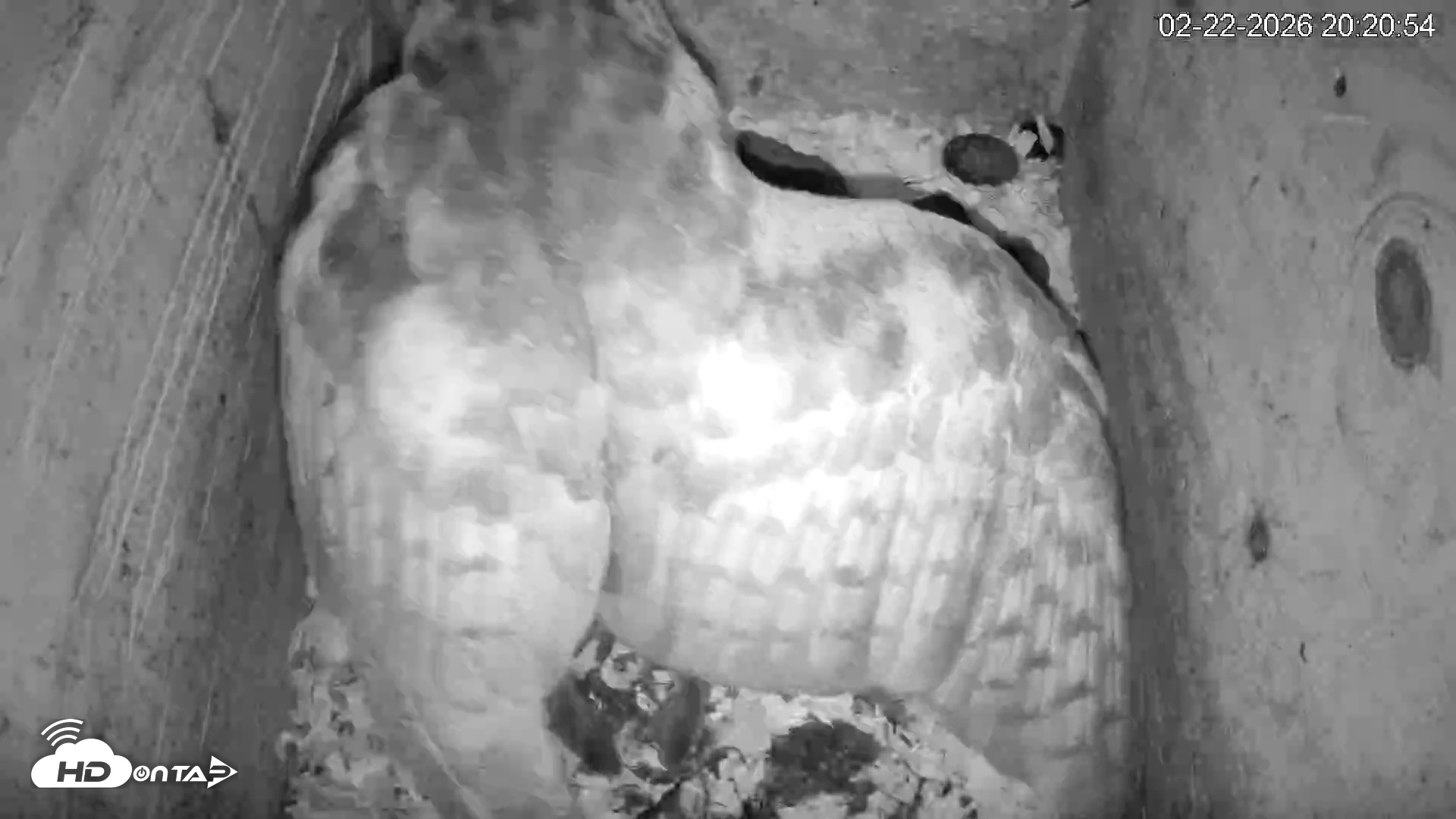 Snapshot of North Carolina Barn Owls Live Cam taken Feb 22, 2026, 8:21pm EST