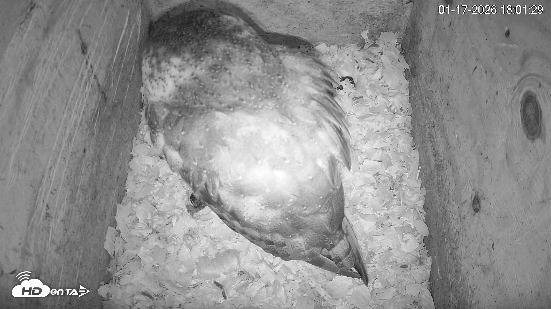 Snapshot of North Carolina Barn Owls Live Cam taken Jan 17, 2026, 6:02pm EST
