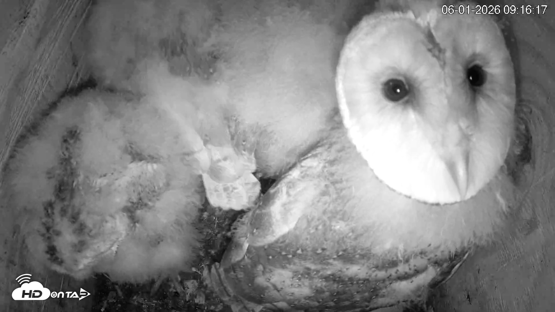 Snapshot of North Carolina Barn Owls Live Cam taken Jun 1, 2026, 9:18am EDT