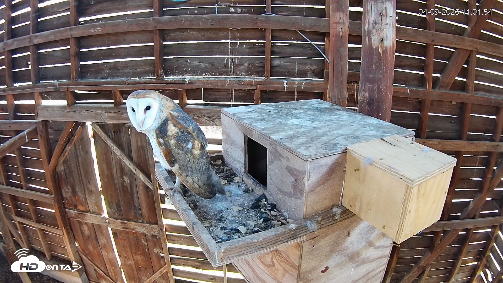 Snapshot of North Carolina Barn Owls Live Cam taken Apr 9, 2026, 11:02am EDT