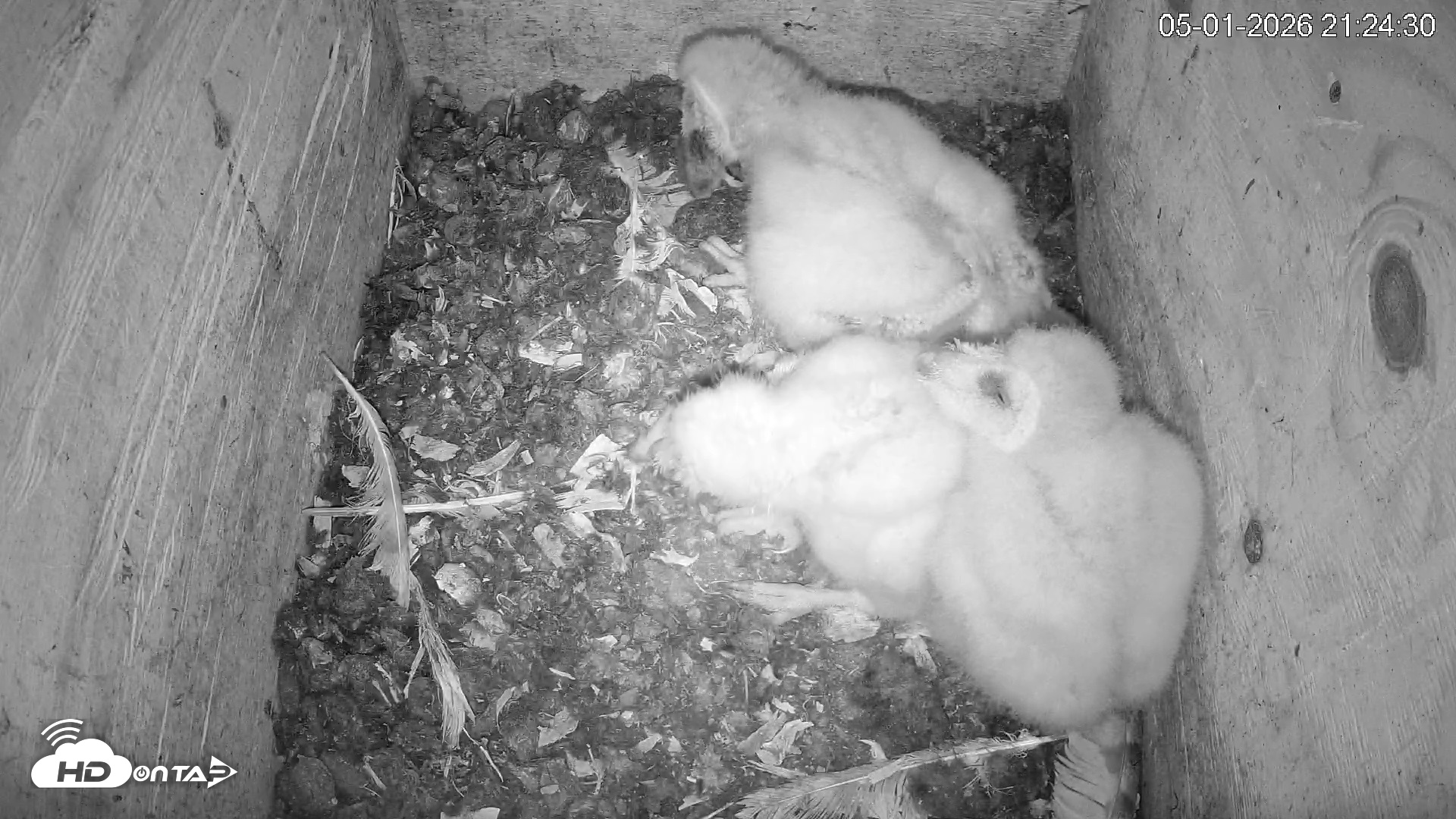 Snapshot of North Carolina Barn Owls Live Cam taken May 1, 2026, 9:26pm EDT