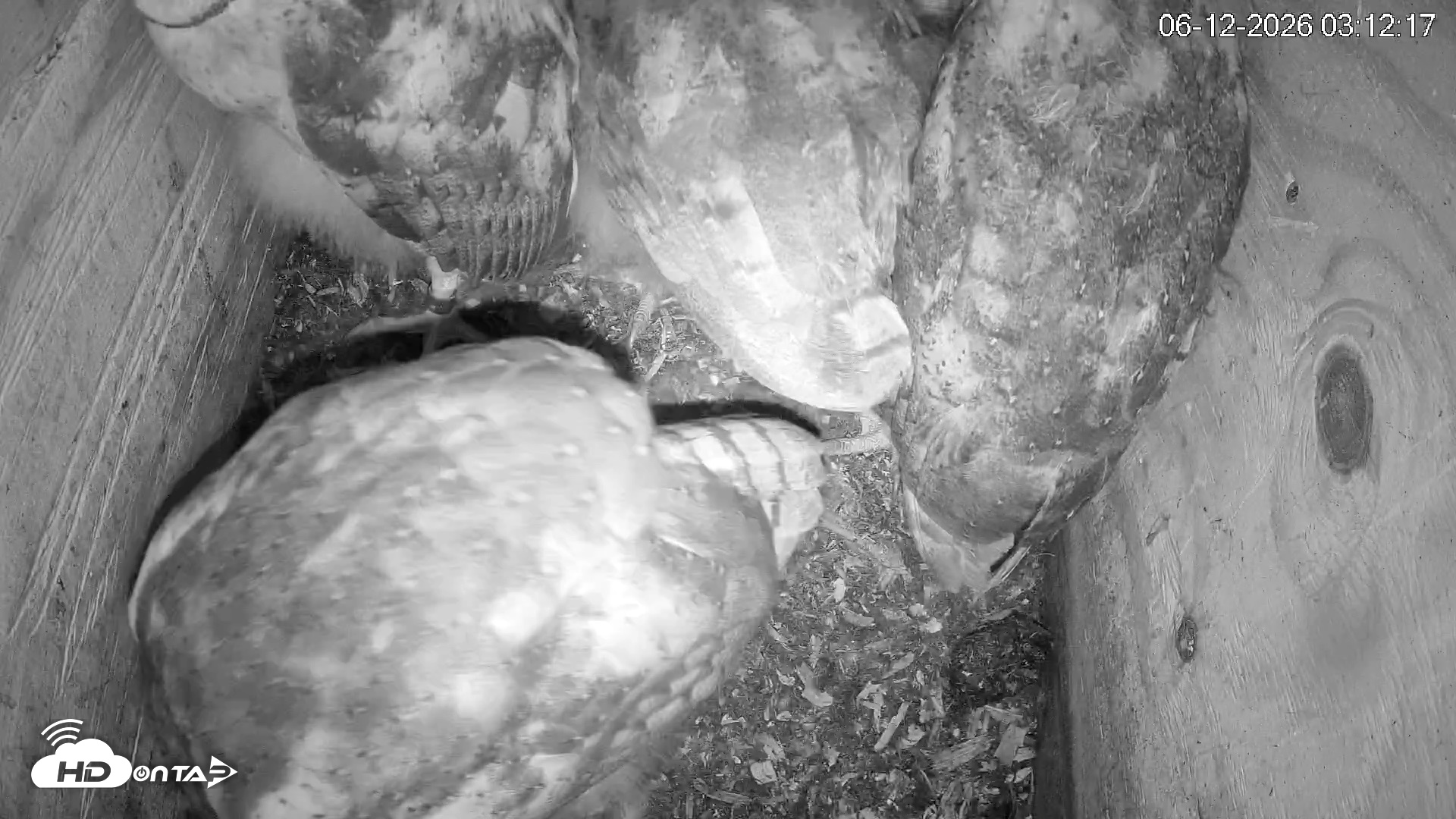 Snapshot of North Carolina Barn Owls Live Cam taken Jun 12, 2026, 3:13am EDT