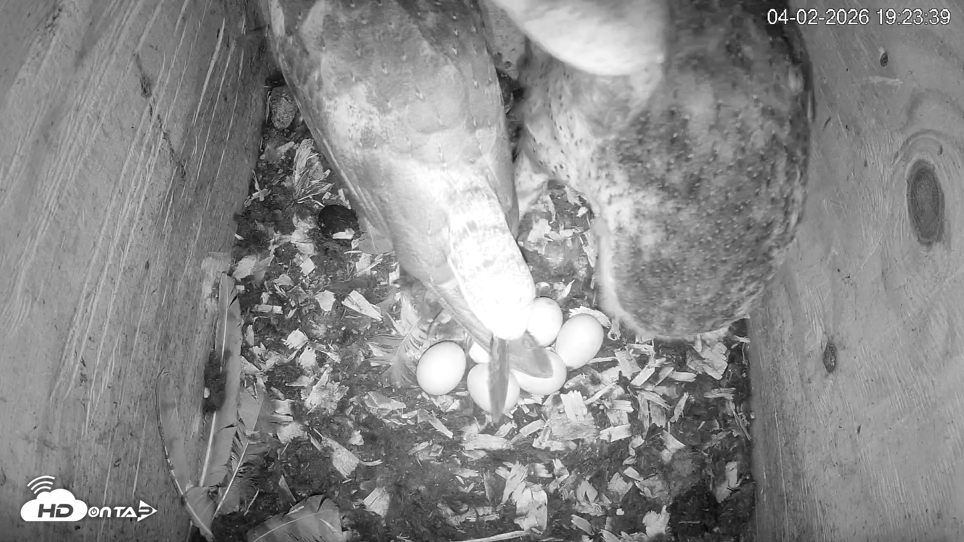 Snapshot of North Carolina Barn Owls Live Cam taken Apr 2, 2026, 7:24pm EDT