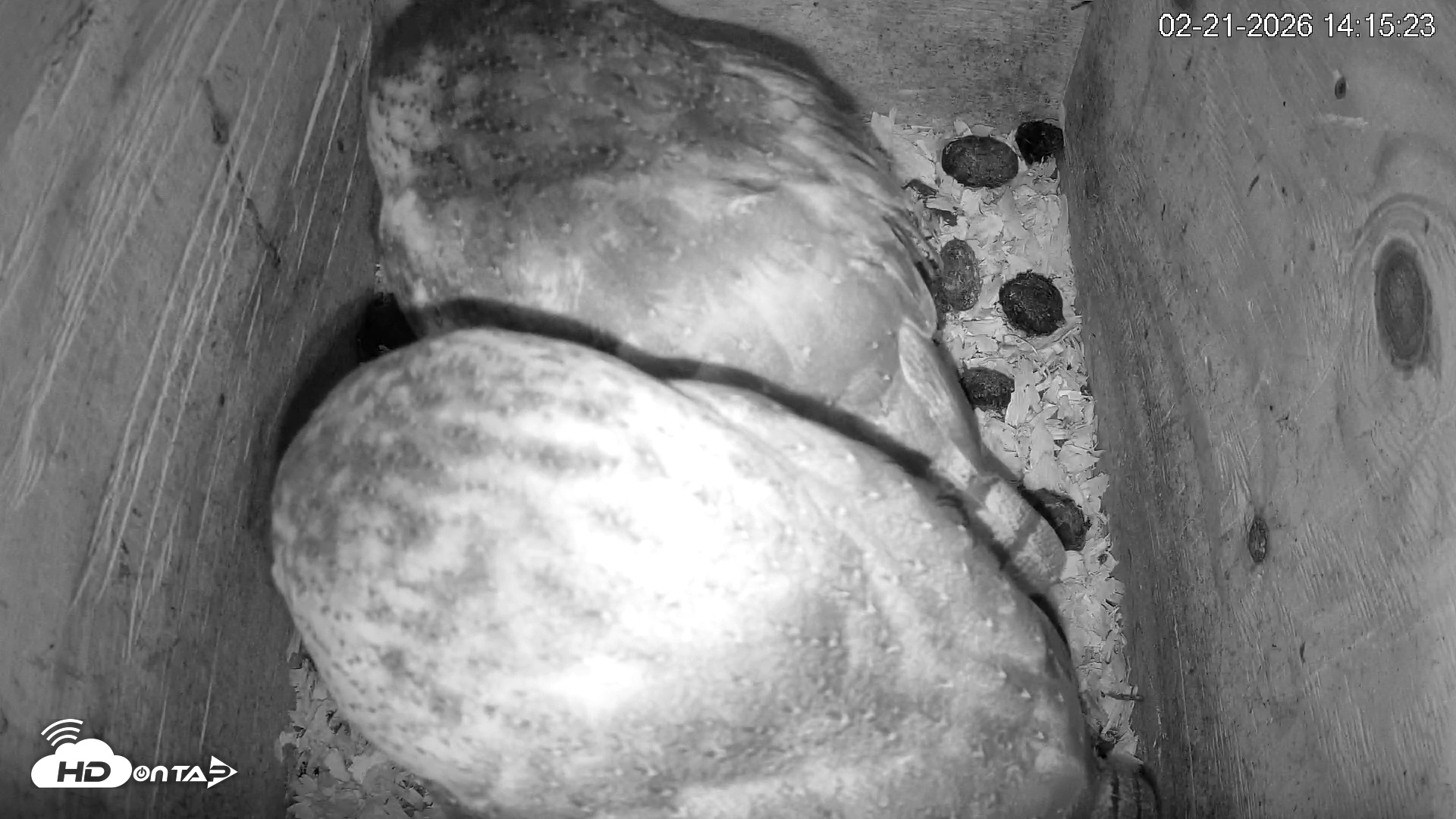 Snapshot of North Carolina Barn Owls Live Cam taken Feb 21, 2026, 2:16pm EST