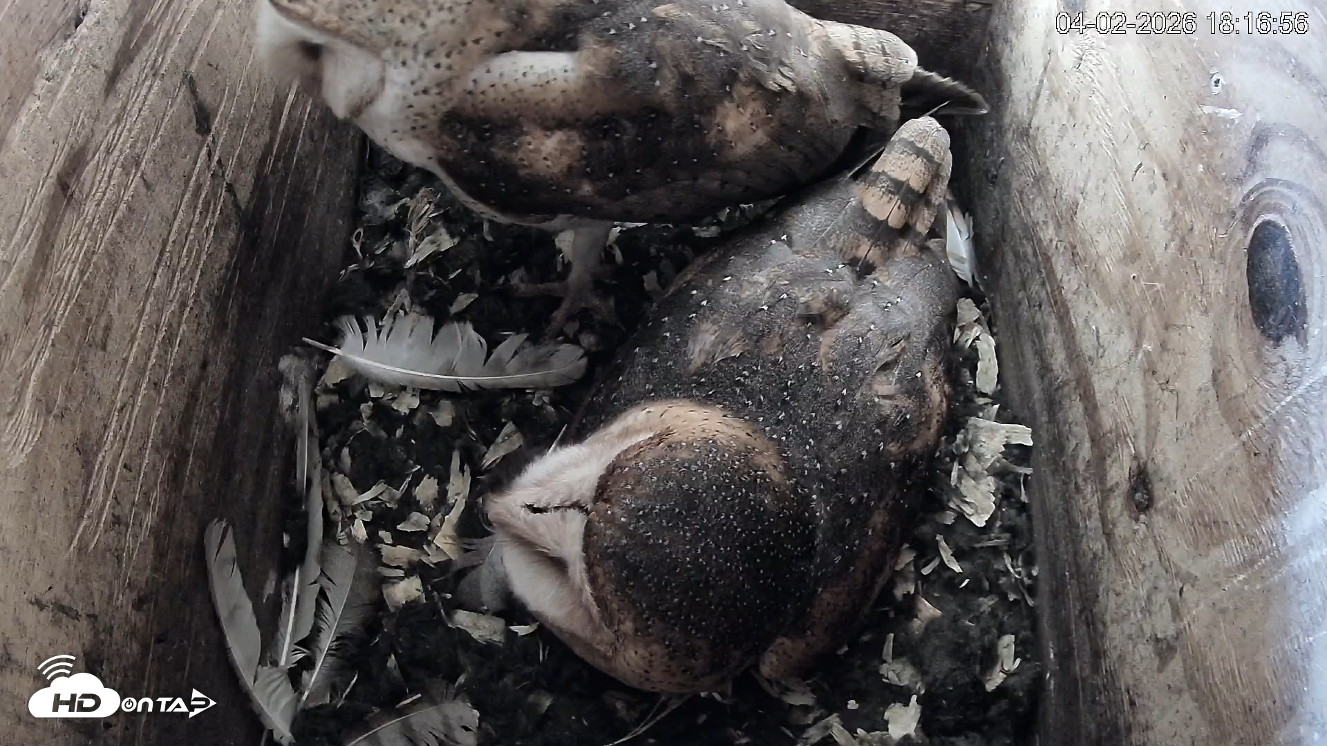 Snapshot of North Carolina Barn Owls Live Cam taken Apr 2, 2026, 6:17pm EDT