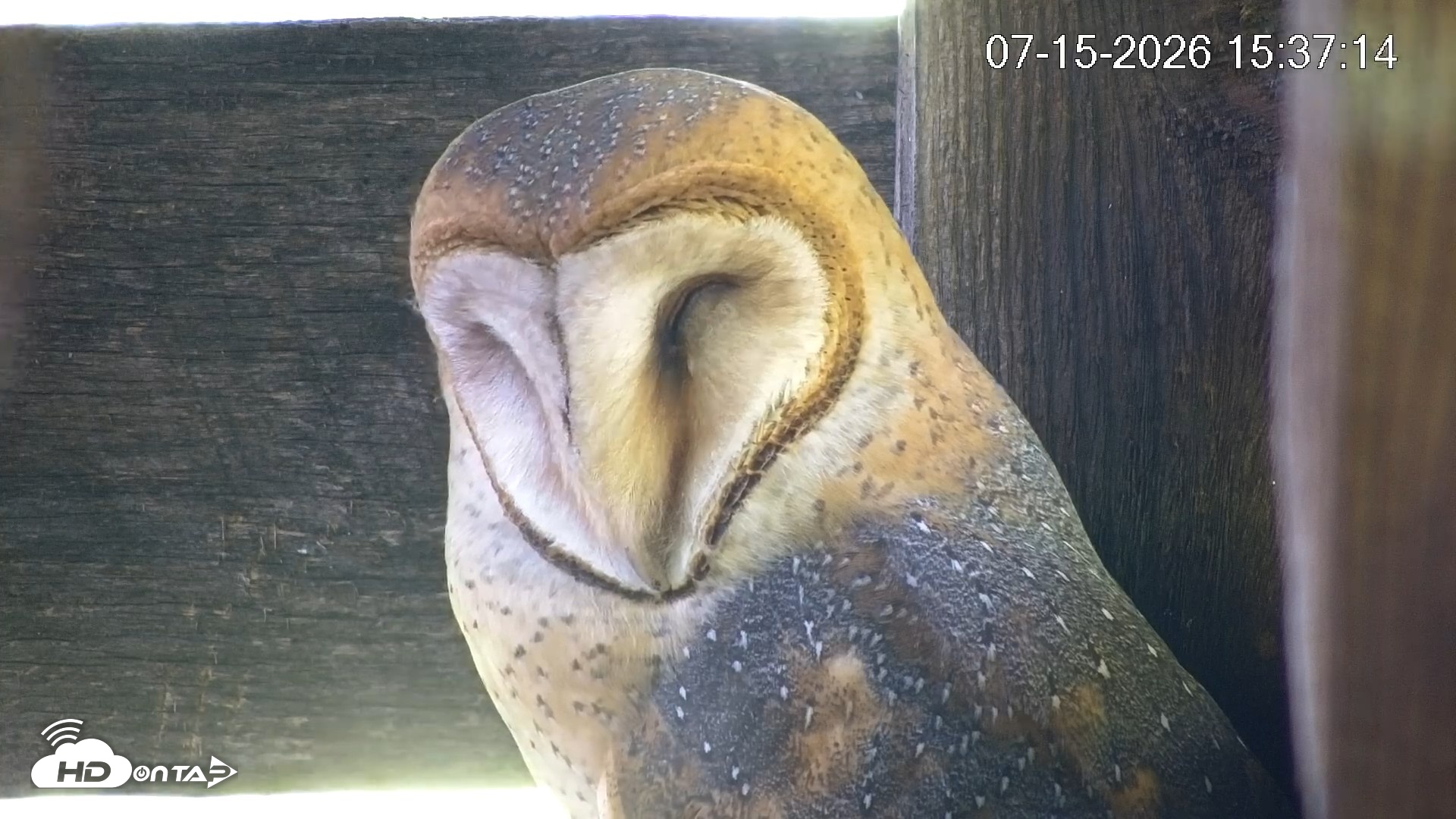 Snapshot of North Carolina Barn Owls Live Cam taken Jul 15, 2026, 3:37pm EDT
