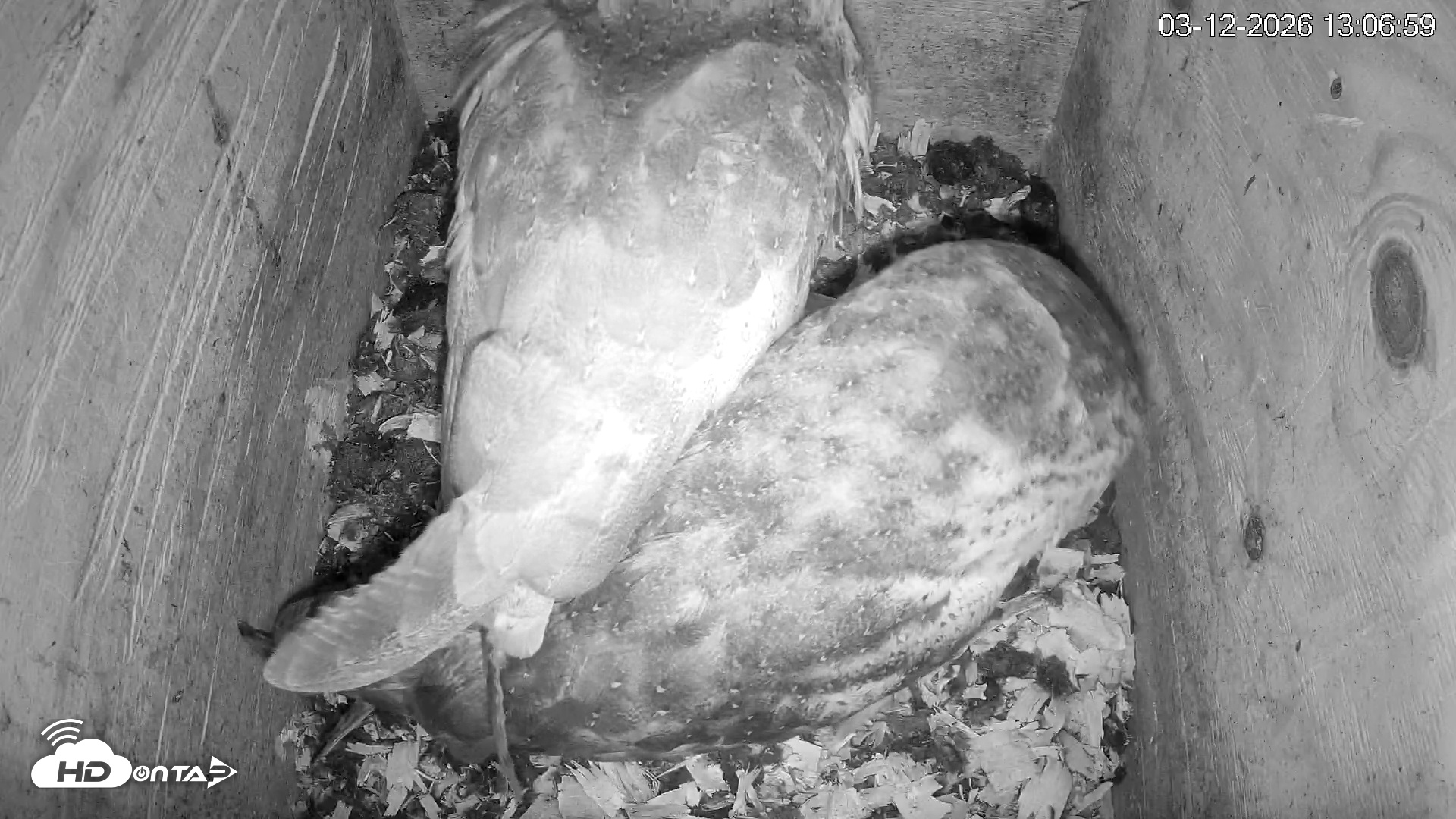 Snapshot of North Carolina Barn Owls Live Cam taken Mar 12, 2026, 1:07pm EDT