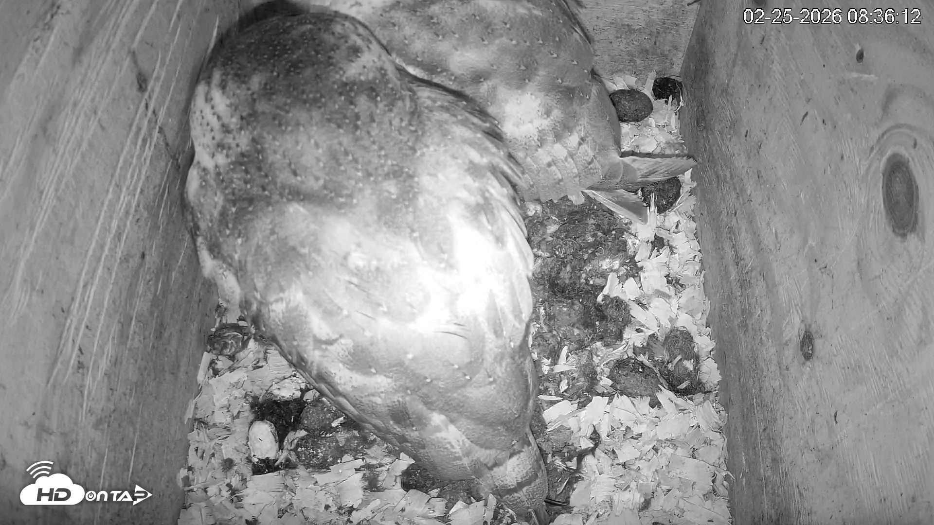 Snapshot of North Carolina Barn Owls Live Cam taken Feb 25, 2026, 8:36am EST