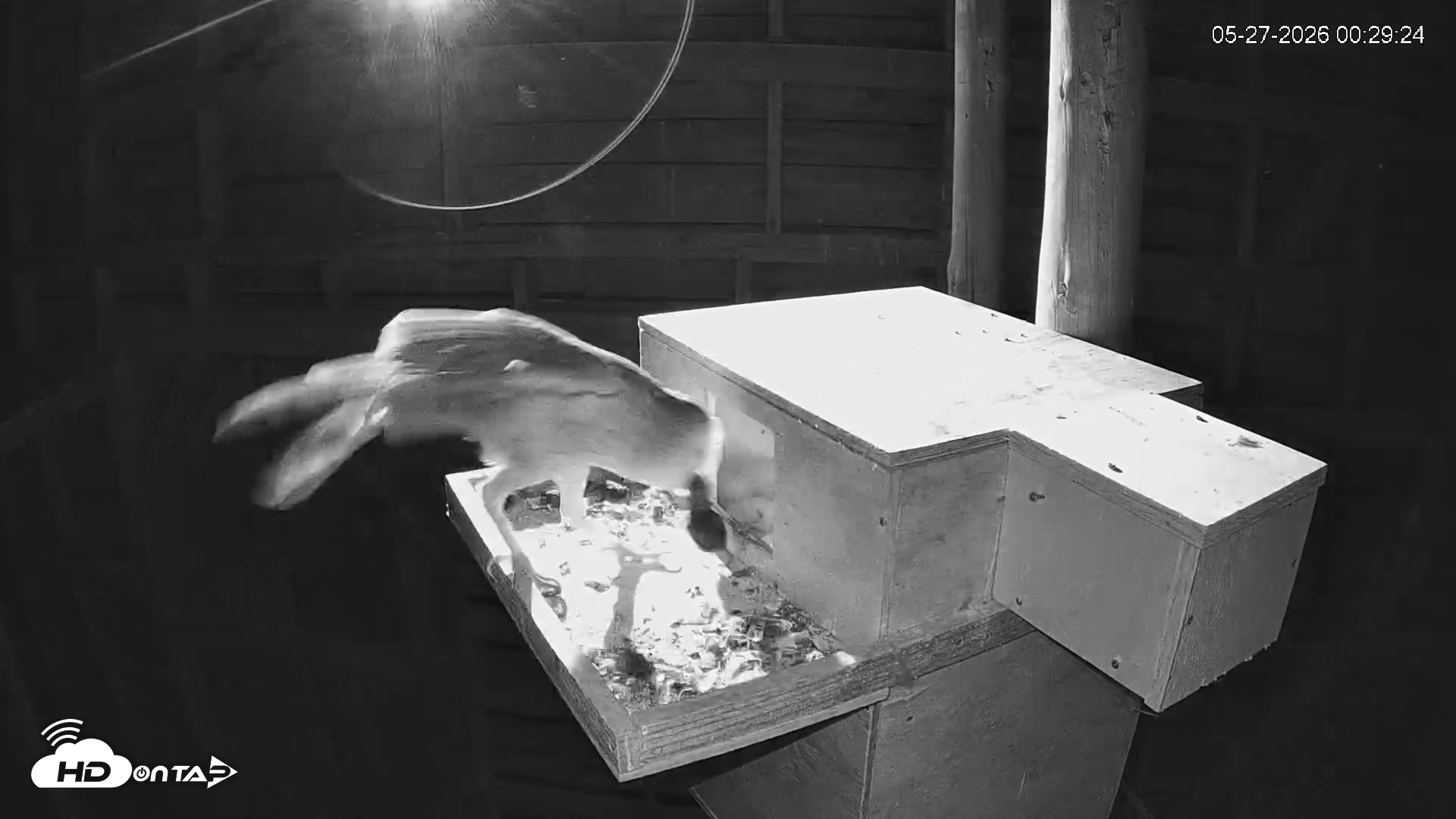 Snapshot of North Carolina Barn Owls Live Cam taken May 27, 2026, 12:31am EDT