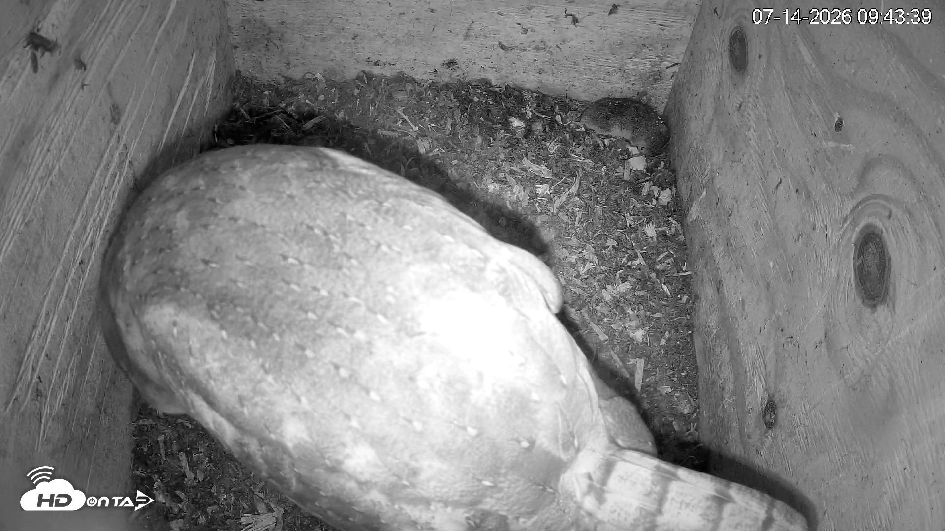 Snapshot of North Carolina Barn Owls Live Cam taken Jul 14, 2026, 9:44am EDT