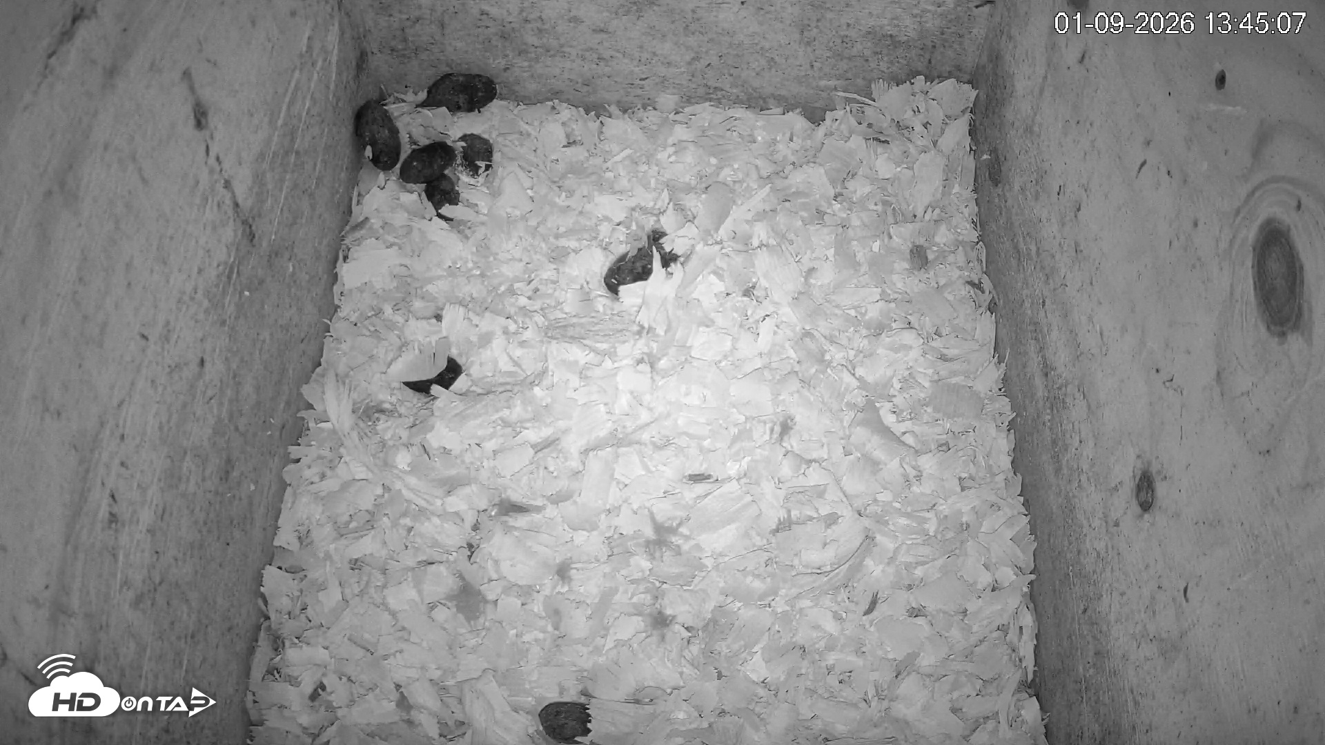 Snapshot of North Carolina Barn Owls Live Cam taken Jan 9, 2026, 1:45pm EST