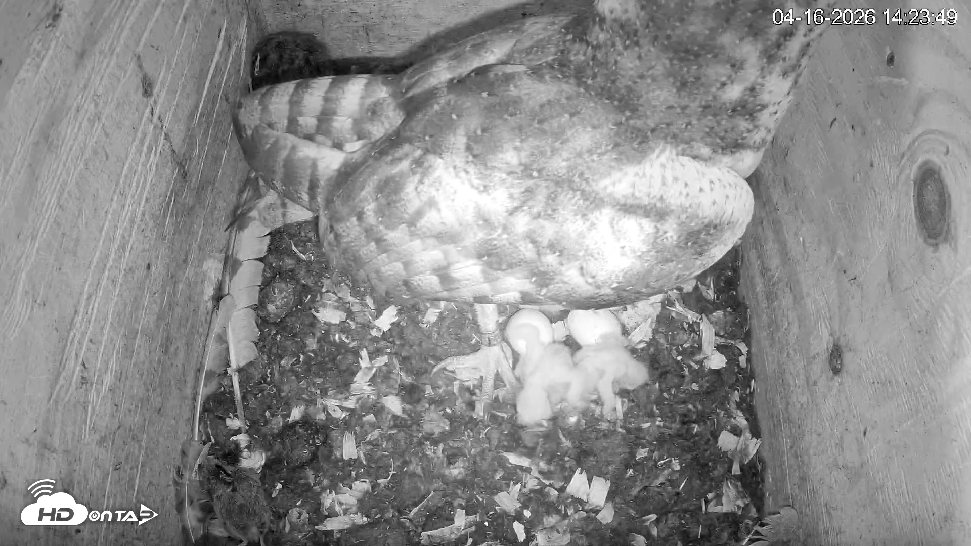 Snapshot of North Carolina Barn Owls Live Cam taken Apr 16, 2026, 2:24pm EDT