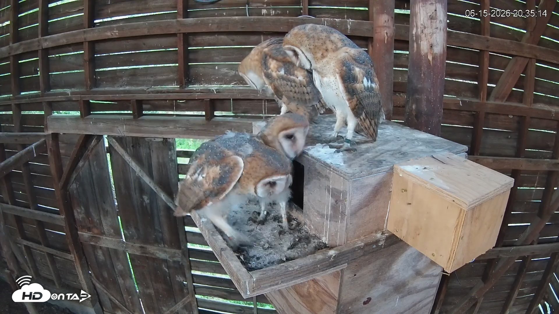Snapshot of North Carolina Barn Owls Live Cam taken Jun 15, 2026, 8:40pm EDT