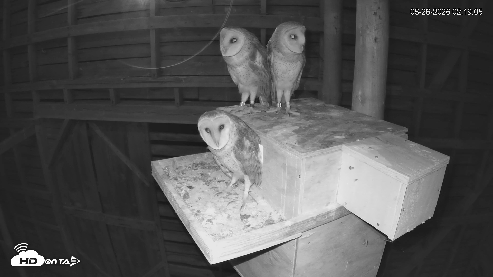 Snapshot of North Carolina Barn Owls Live Cam taken Jun 26, 2026, 2:19am EDT