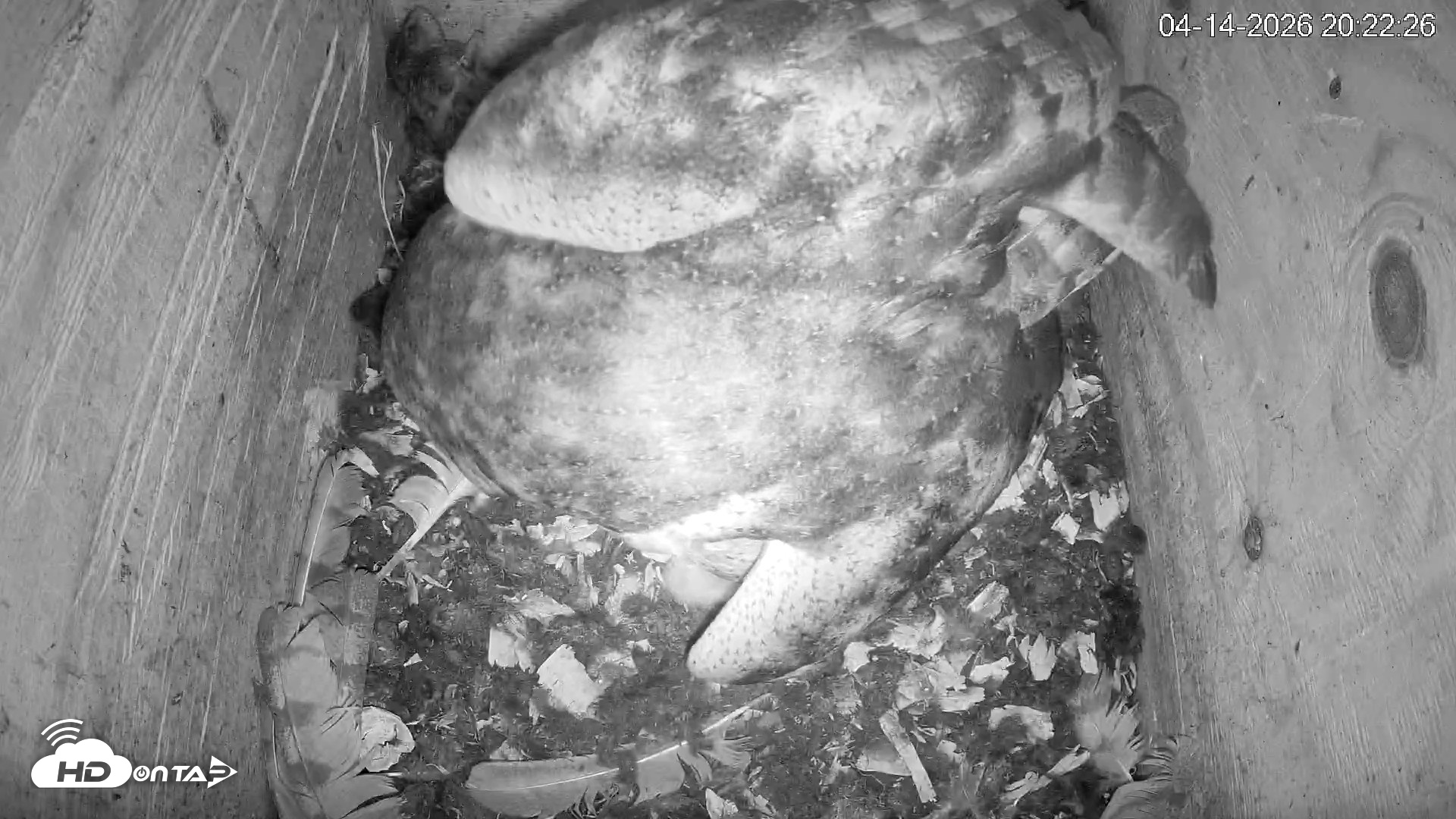Snapshot of North Carolina Barn Owls Live Cam taken Apr 14, 2026, 8:23pm EDT