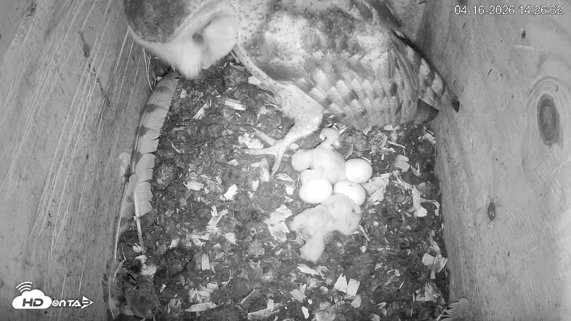 Snapshot of North Carolina Barn Owls Live Cam taken Apr 16, 2026, 2:28pm EDT