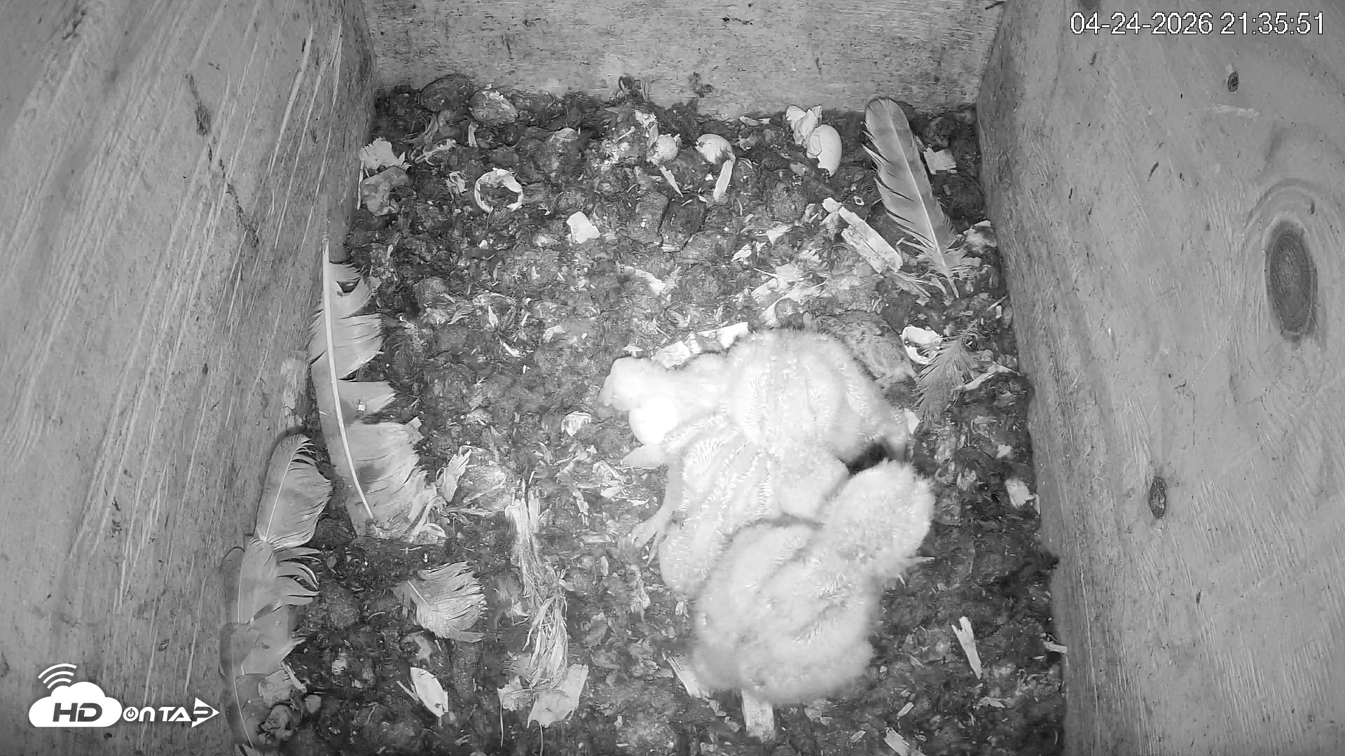 Snapshot of North Carolina Barn Owls Live Cam taken Apr 24, 2026, 9:37pm EDT