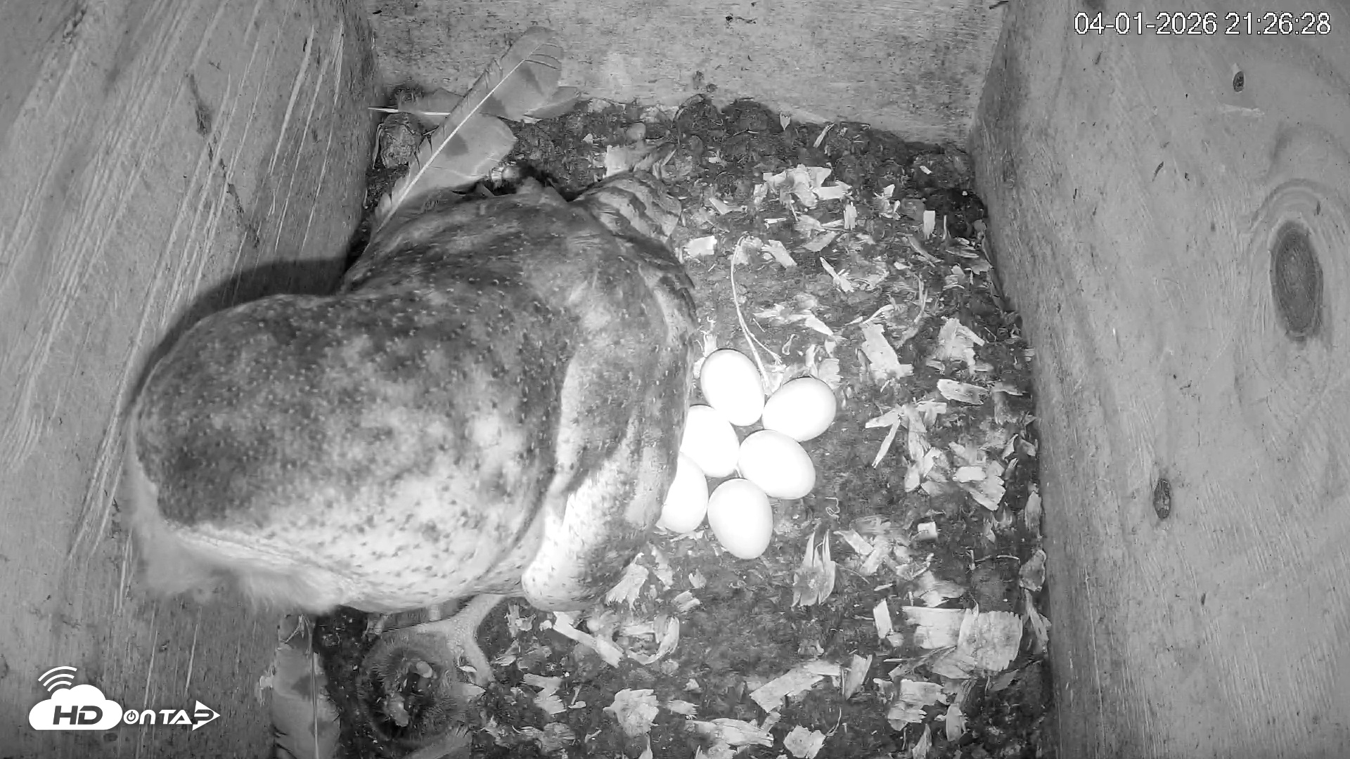 Snapshot of North Carolina Barn Owls Live Cam taken Apr 1, 2026, 9:27pm EDT