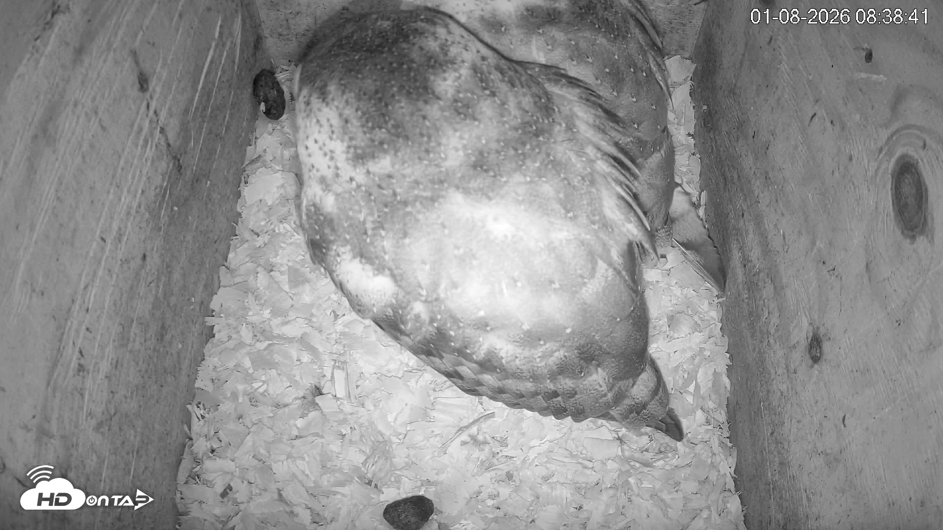 Snapshot of North Carolina Barn Owls Live Cam taken Jan 8, 2026, 8:39am EST