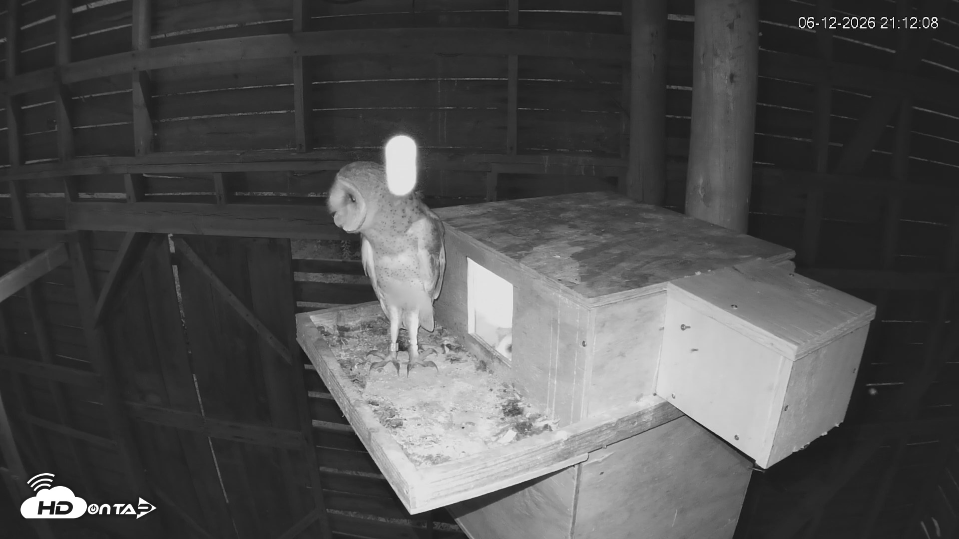 Snapshot of North Carolina Barn Owls Live Cam taken Jun 12, 2026, 9:13pm EDT
