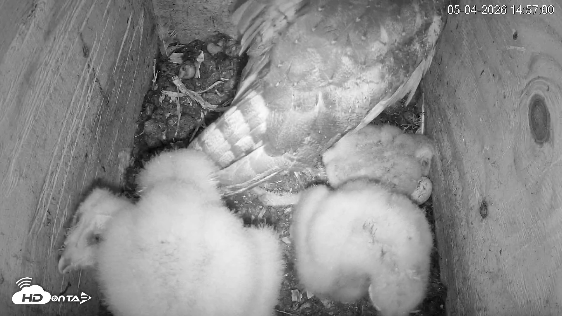 Snapshot of North Carolina Barn Owls Live Cam taken May 4, 2026, 2:57pm EDT