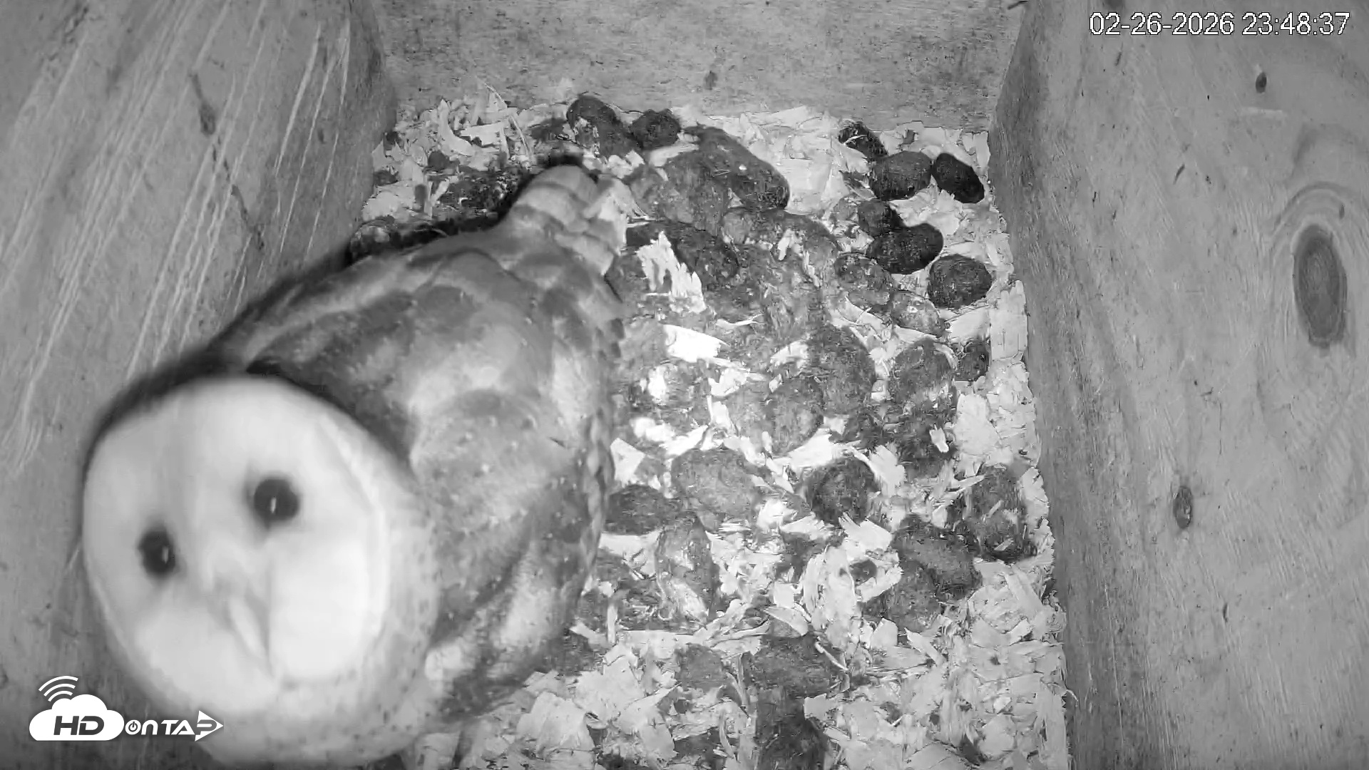 Snapshot of North Carolina Barn Owls Live Cam taken Feb 26, 2026, 11:49pm EST