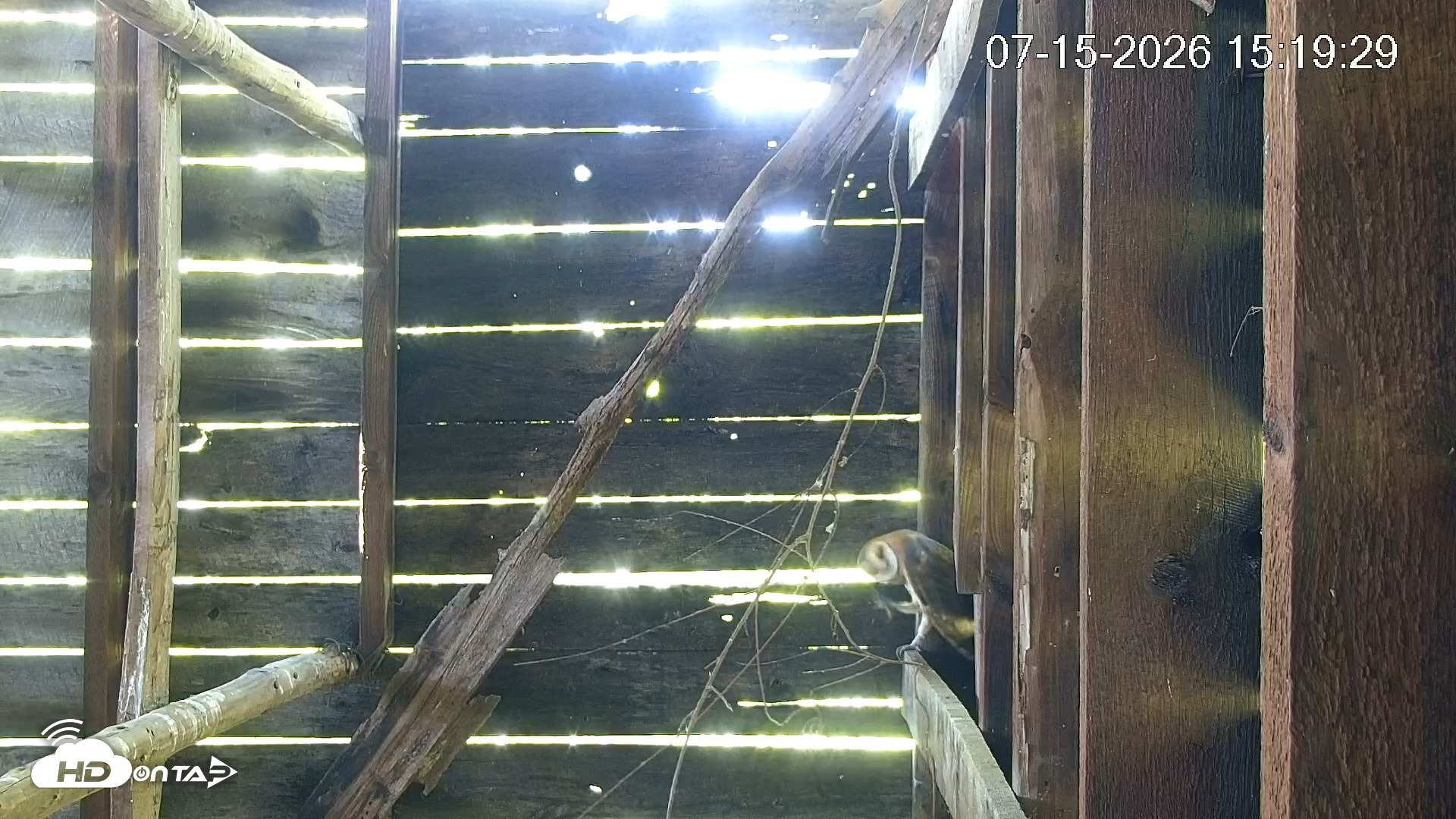 Snapshot of North Carolina Barn Owls Live Cam taken Jul 15, 2026, 3:20pm EDT