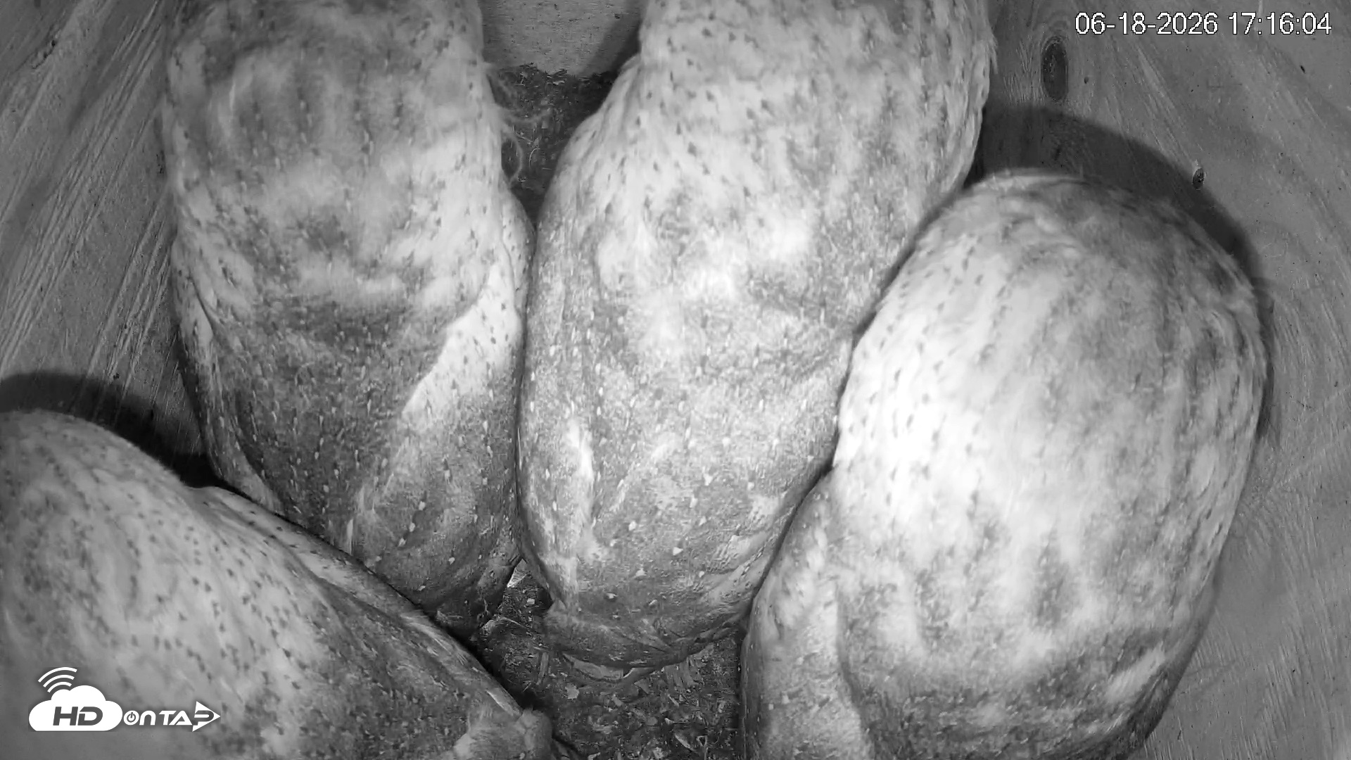 Snapshot of North Carolina Barn Owls Live Cam taken Jun 18, 2026, 5:16pm EDT