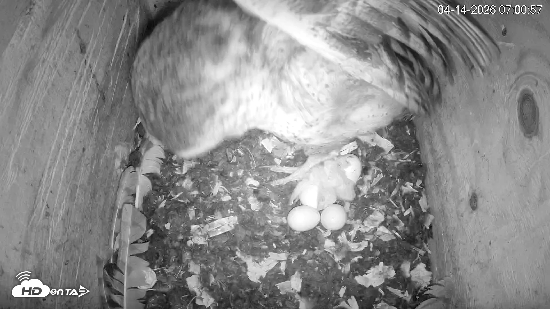 Snapshot of North Carolina Barn Owls Live Cam taken Apr 14, 2026, 7:02am EDT