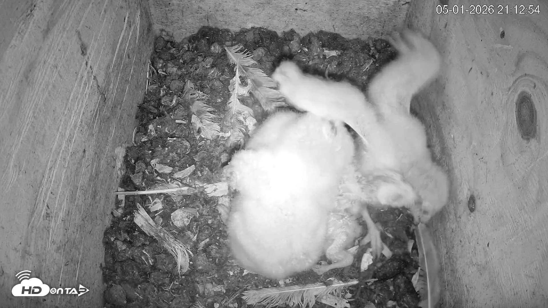 Snapshot of North Carolina Barn Owls Live Cam taken May 1, 2026, 9:17pm EDT