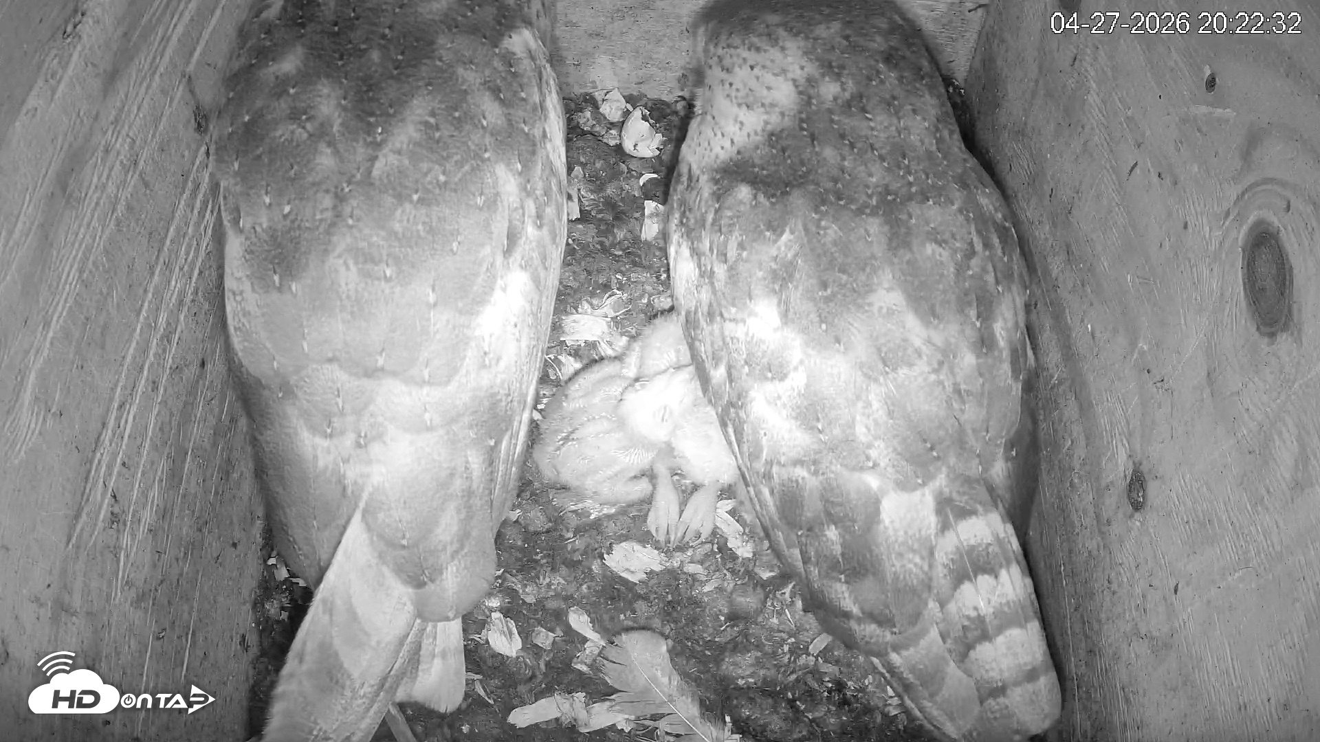 Snapshot of North Carolina Barn Owls Live Cam taken Apr 27, 2026, 8:23pm EDT
