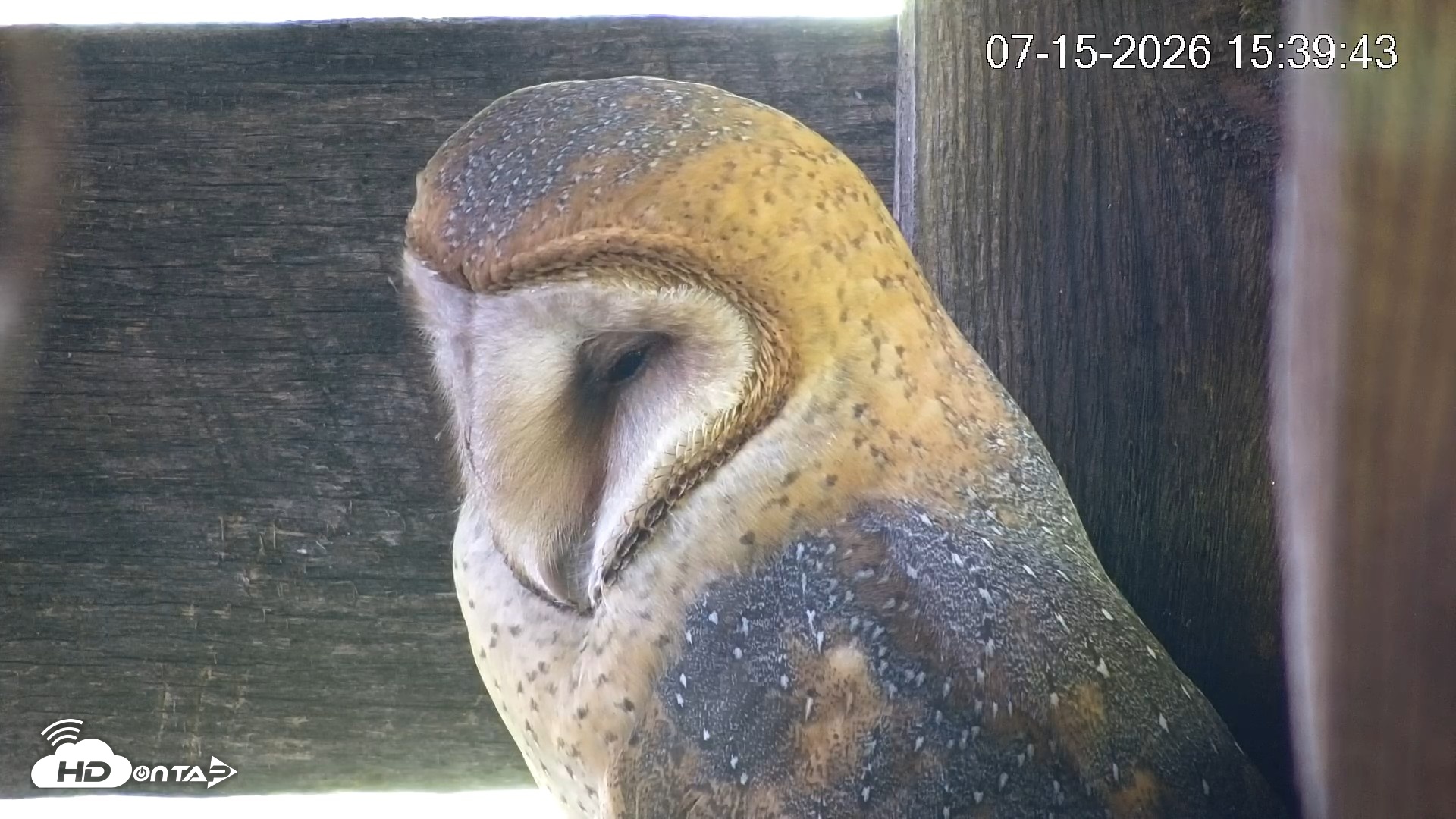 Snapshot of North Carolina Barn Owls Live Cam taken Jul 15, 2026, 3:40pm EDT