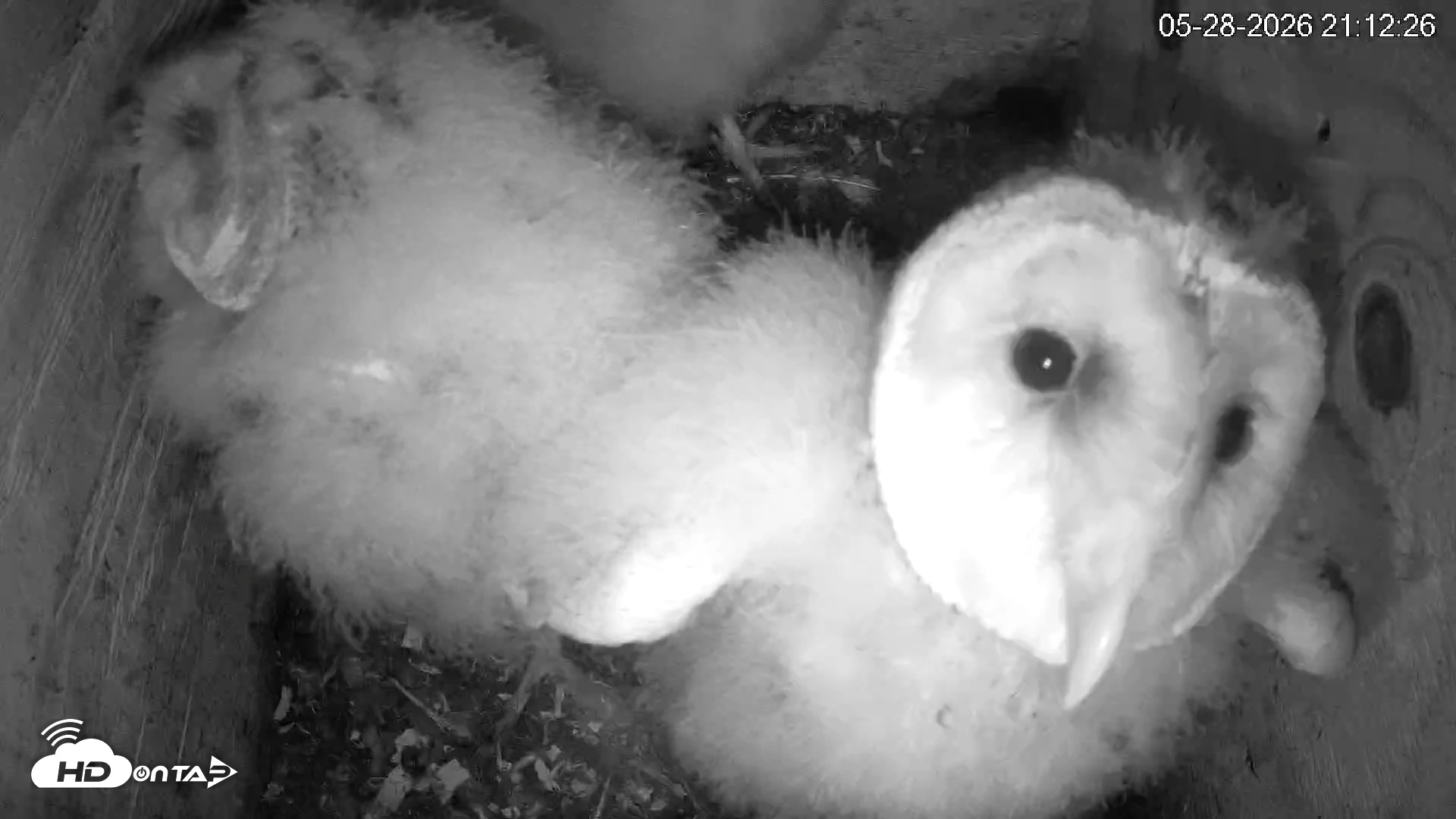 Snapshot of North Carolina Barn Owls Live Cam taken May 28, 2026, 9:13pm EDT