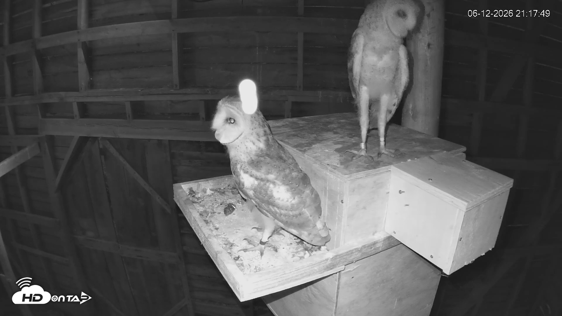 Snapshot of North Carolina Barn Owls Live Cam taken Jun 12, 2026, 9:18pm EDT
