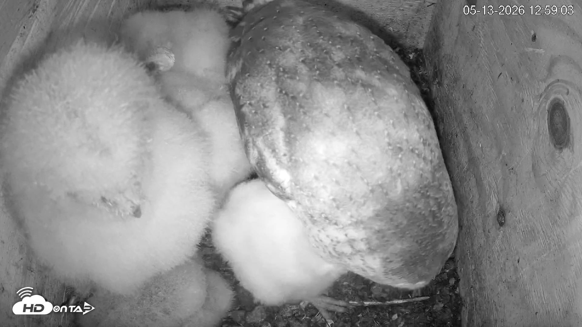 Snapshot of North Carolina Barn Owls Live Cam taken May 13, 2026, 1:00pm EDT