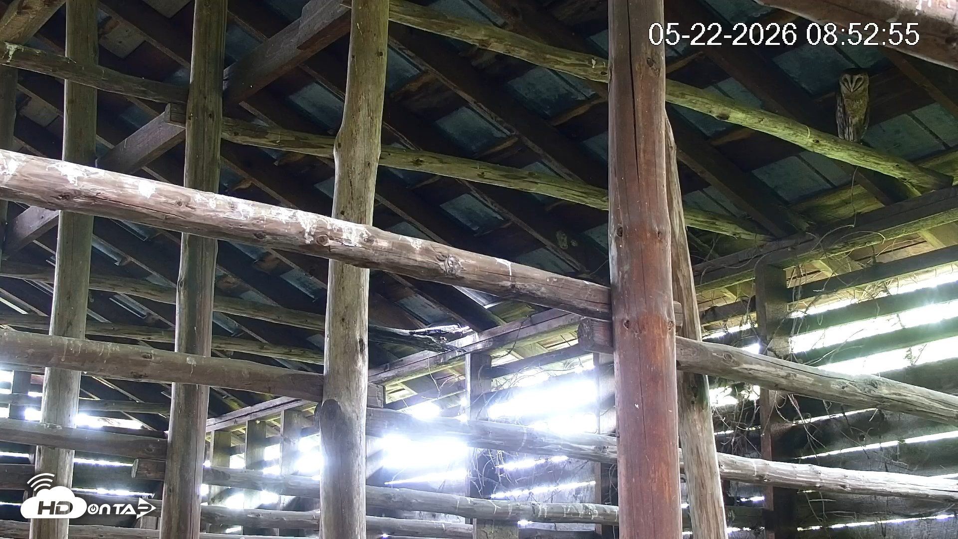 Snapshot of North Carolina Barn Owls Live Cam taken May 22, 2026, 8:53am EDT