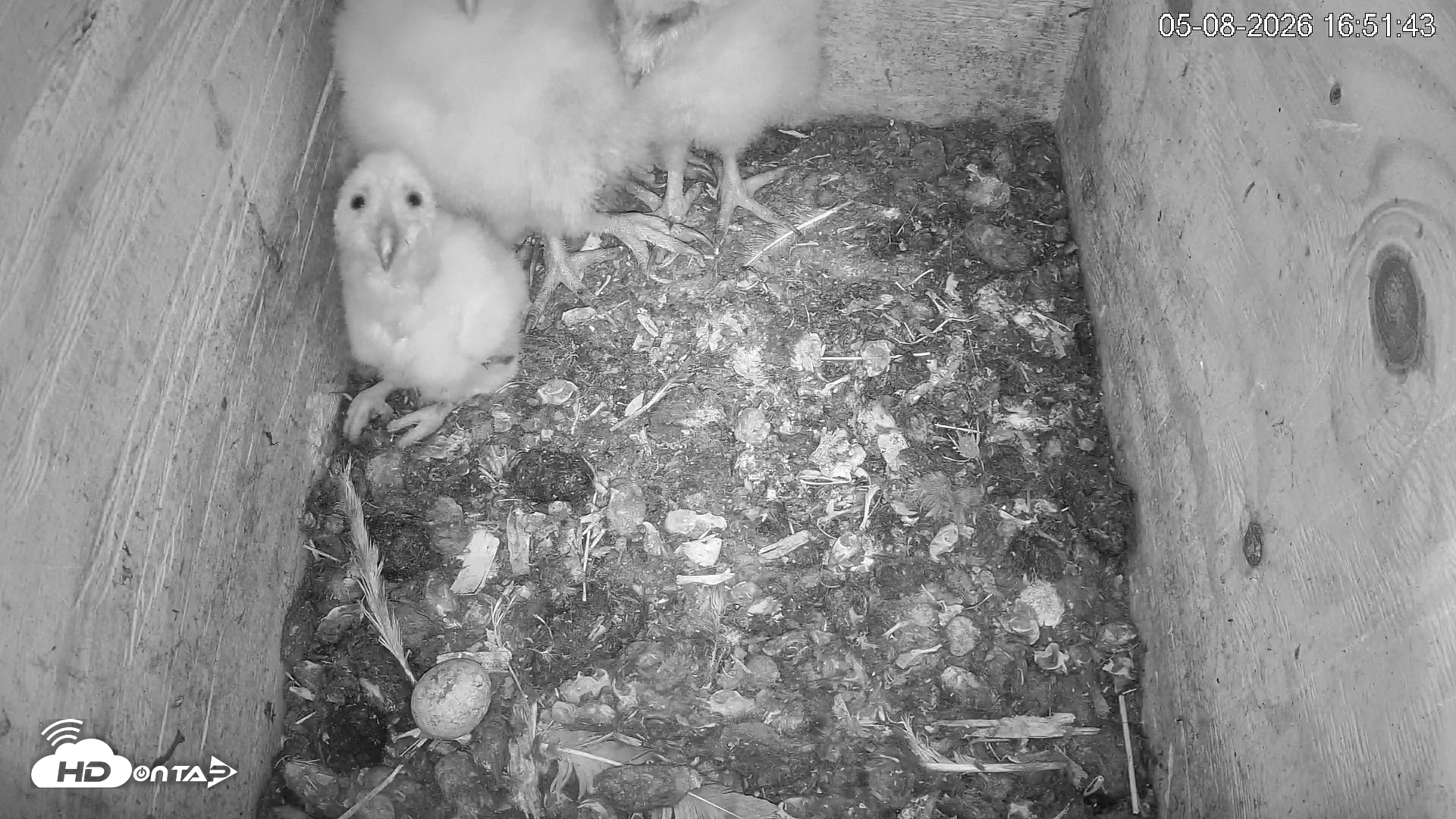 Snapshot of North Carolina Barn Owls Live Cam taken May 8, 2026, 4:52pm EDT