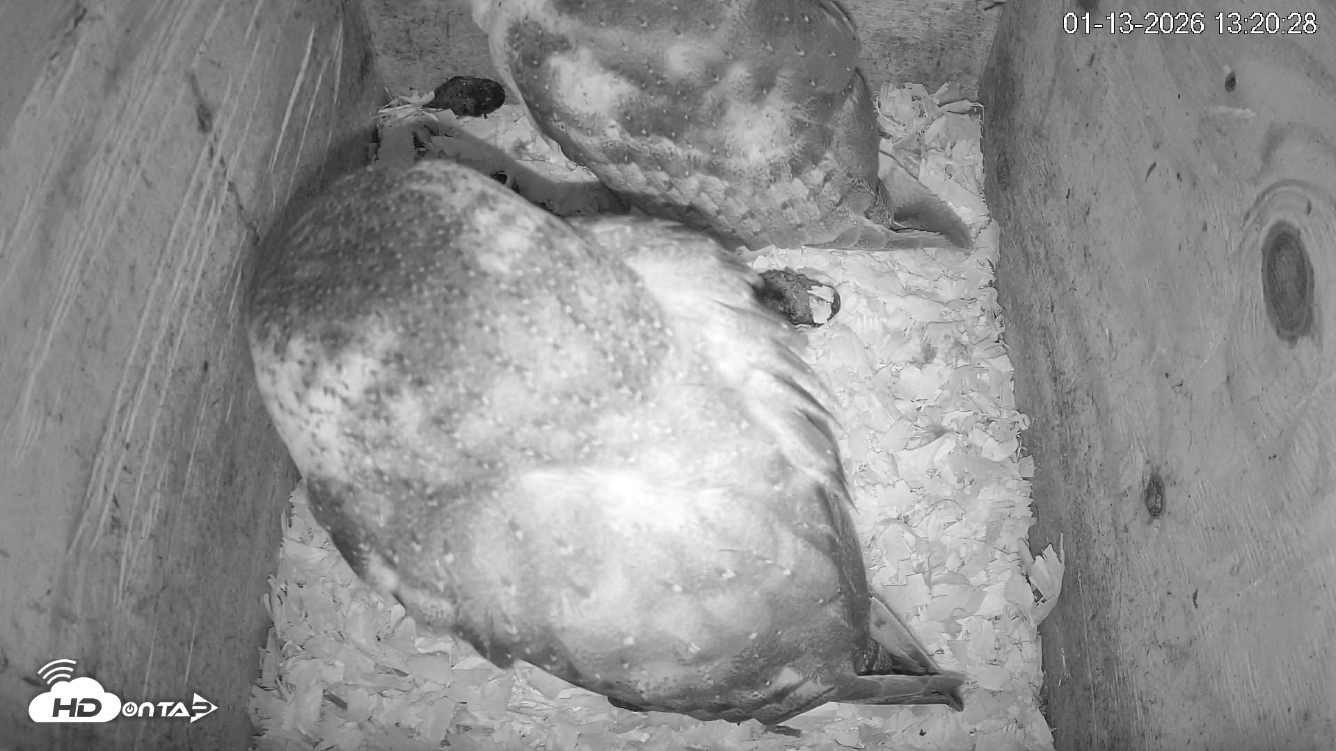 Snapshot of North Carolina Barn Owls Live Cam taken Jan 13, 2026, 1:21pm EST