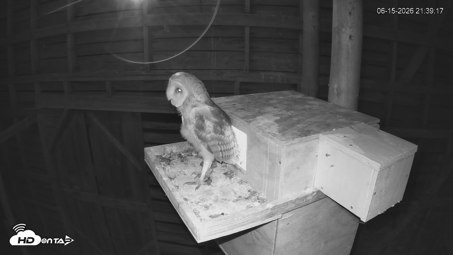 Snapshot of North Carolina Barn Owls Live Cam taken Jun 15, 2026, 9:40pm EDT