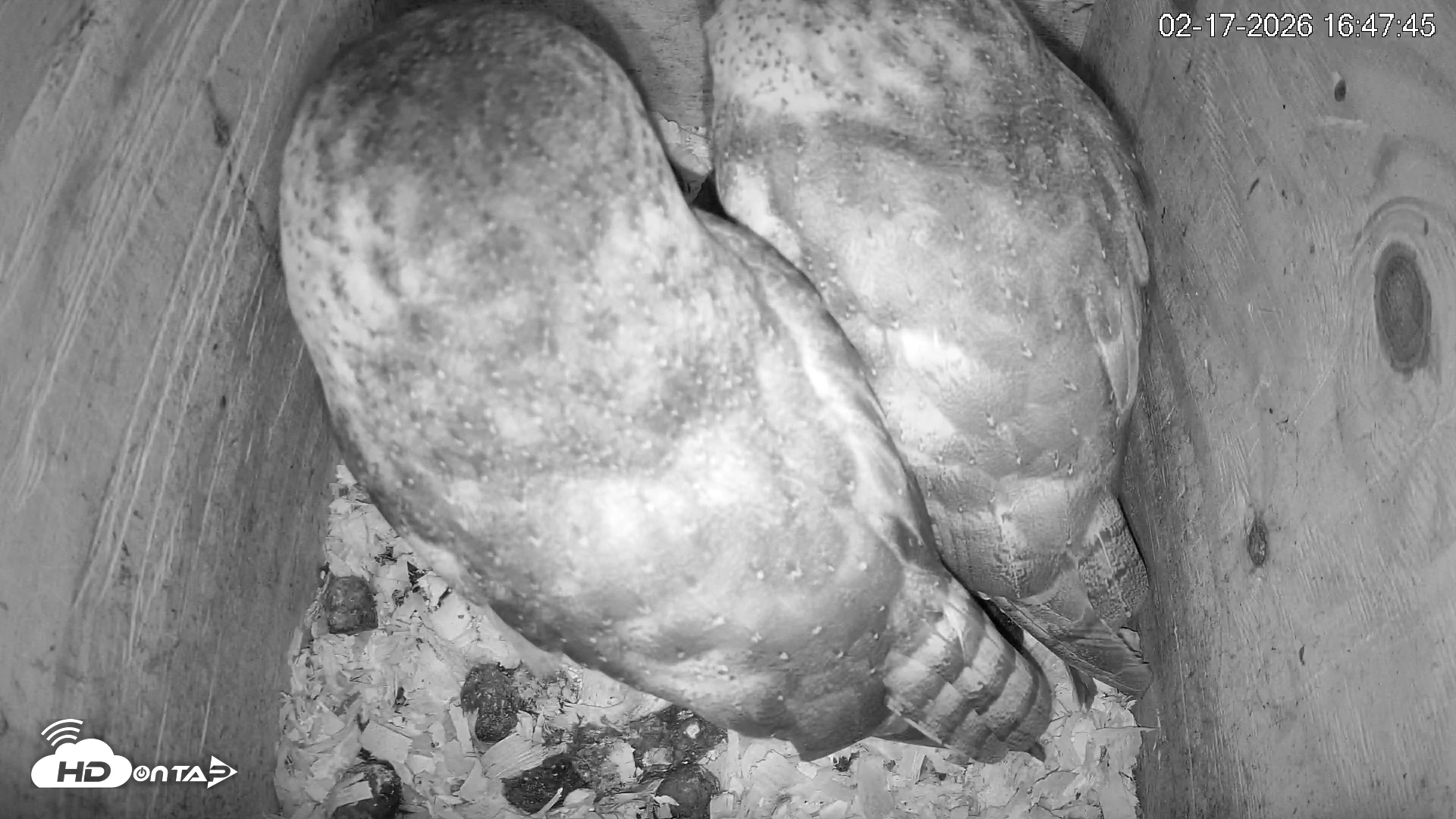 Snapshot of North Carolina Barn Owls Live Cam taken Feb 17, 2026, 4:48pm EST