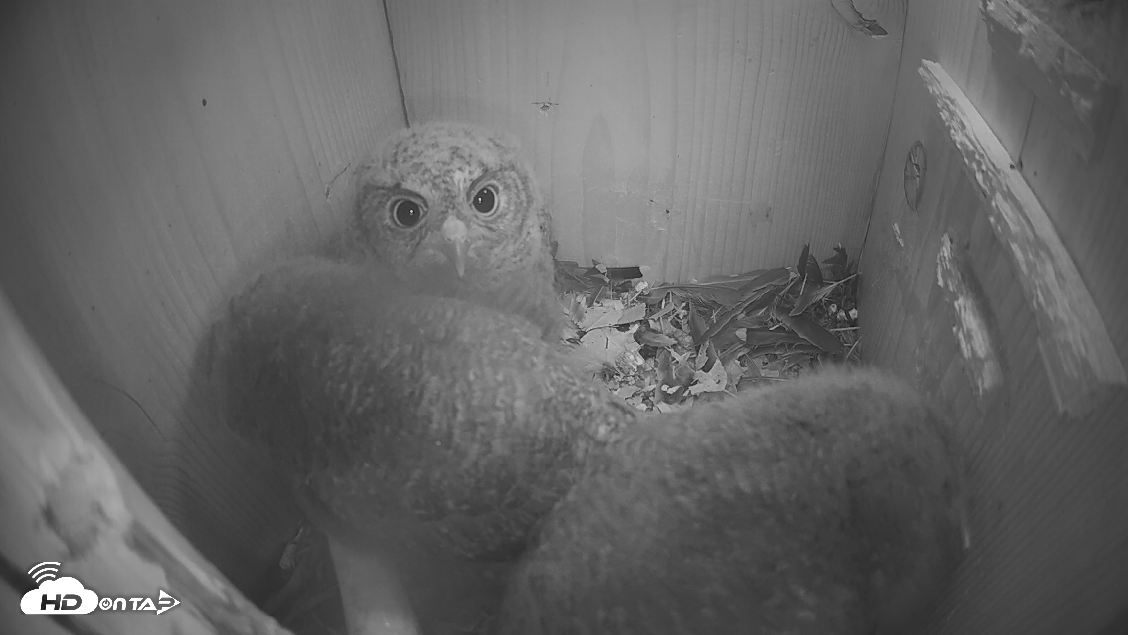 Snapshot of North Carolina Barn Owls Live Cam taken Apr 14, 2026, 3:08am EDT